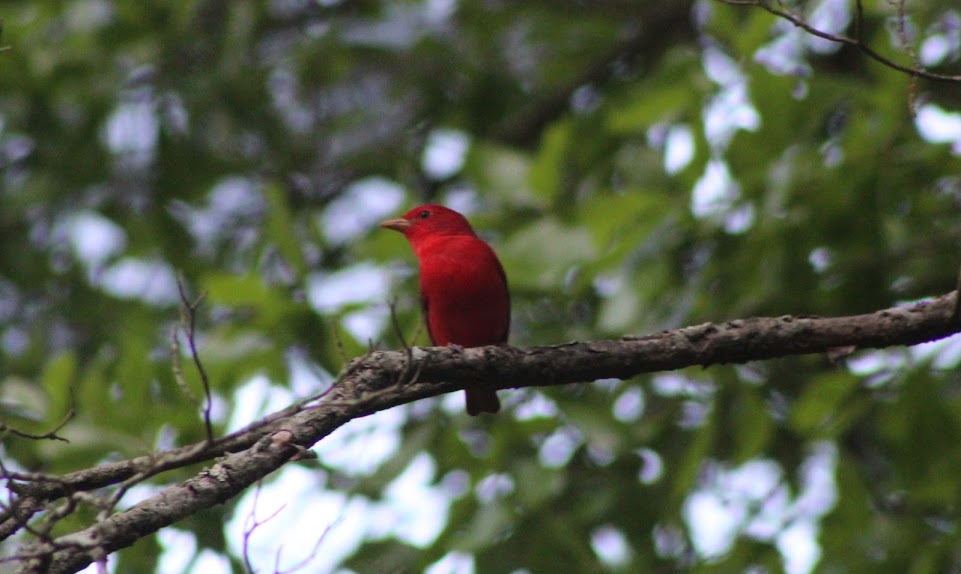 Male summer tanager  