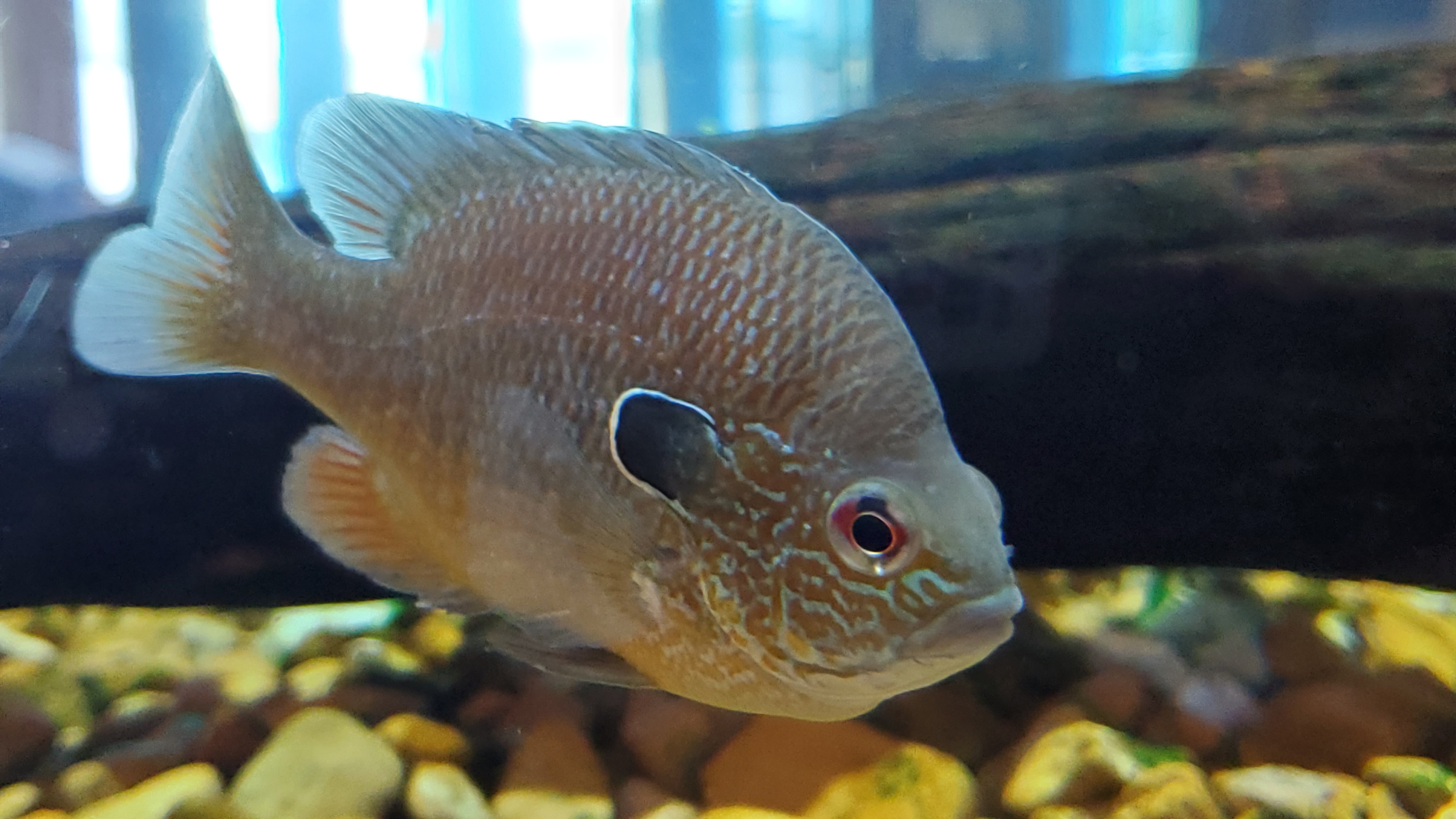 Longear sunfish in the water with a log in the background 