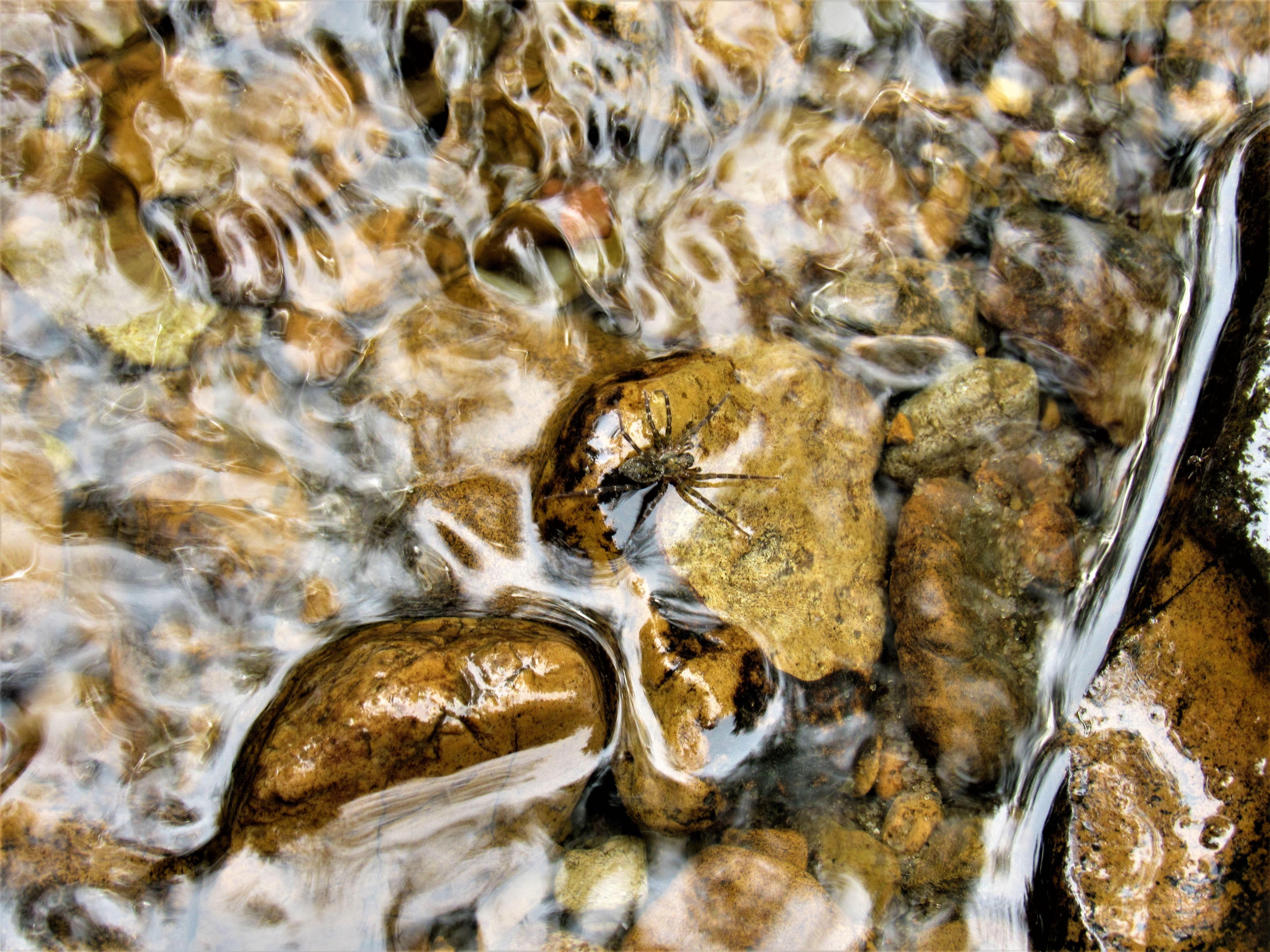 A spider resting on a partially submerged rock with clear creek water surrounding it 