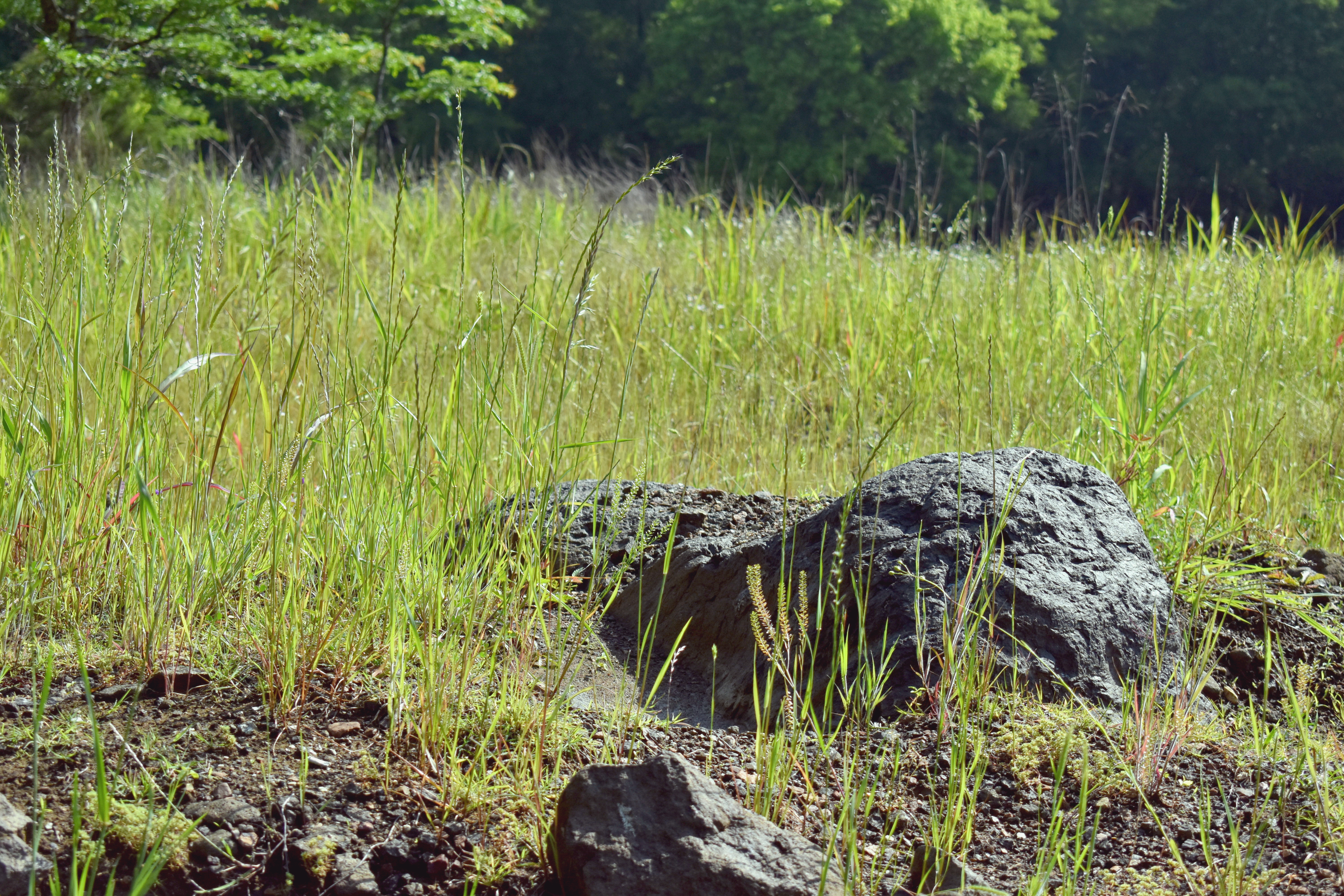 A large, black boulder in a grass field. 