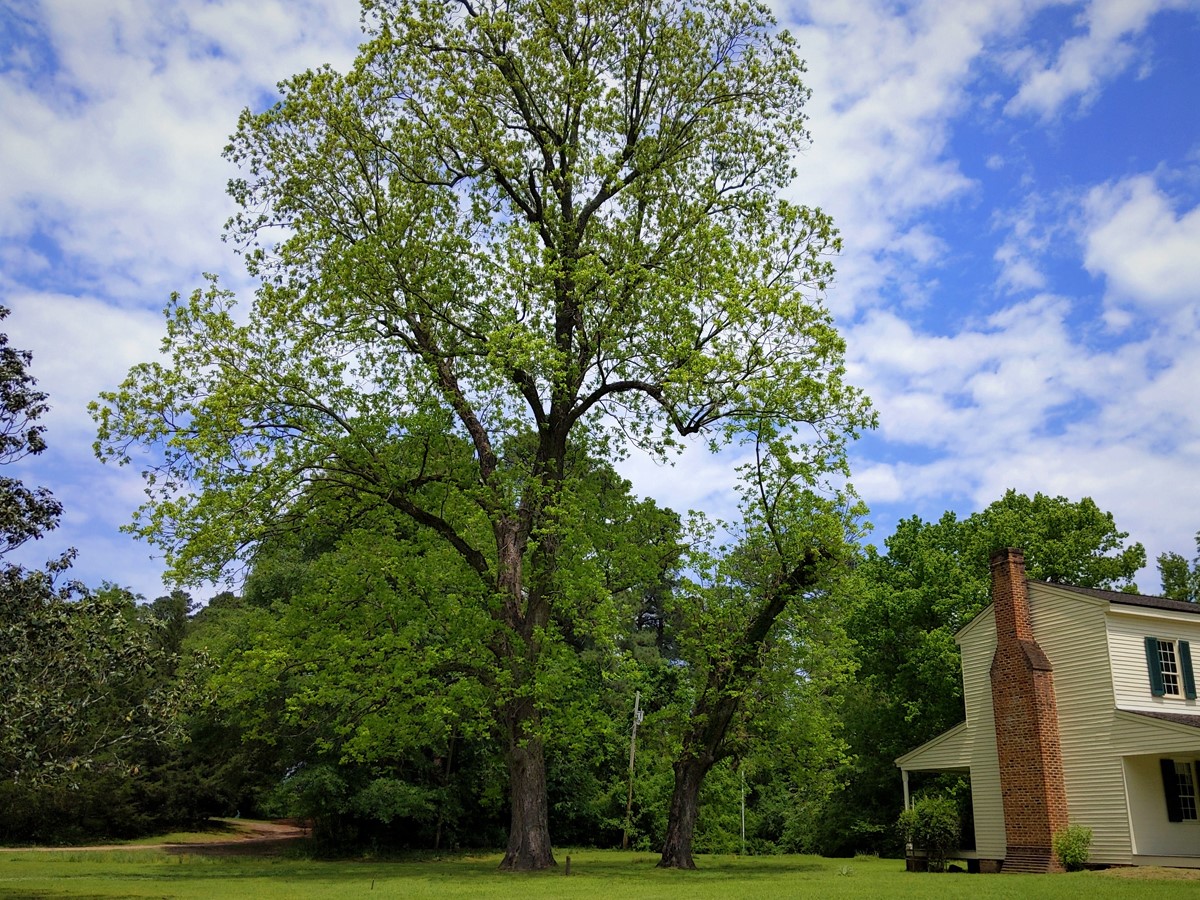 Tall pecan tree towering over the two-story Abraham Block House to the right