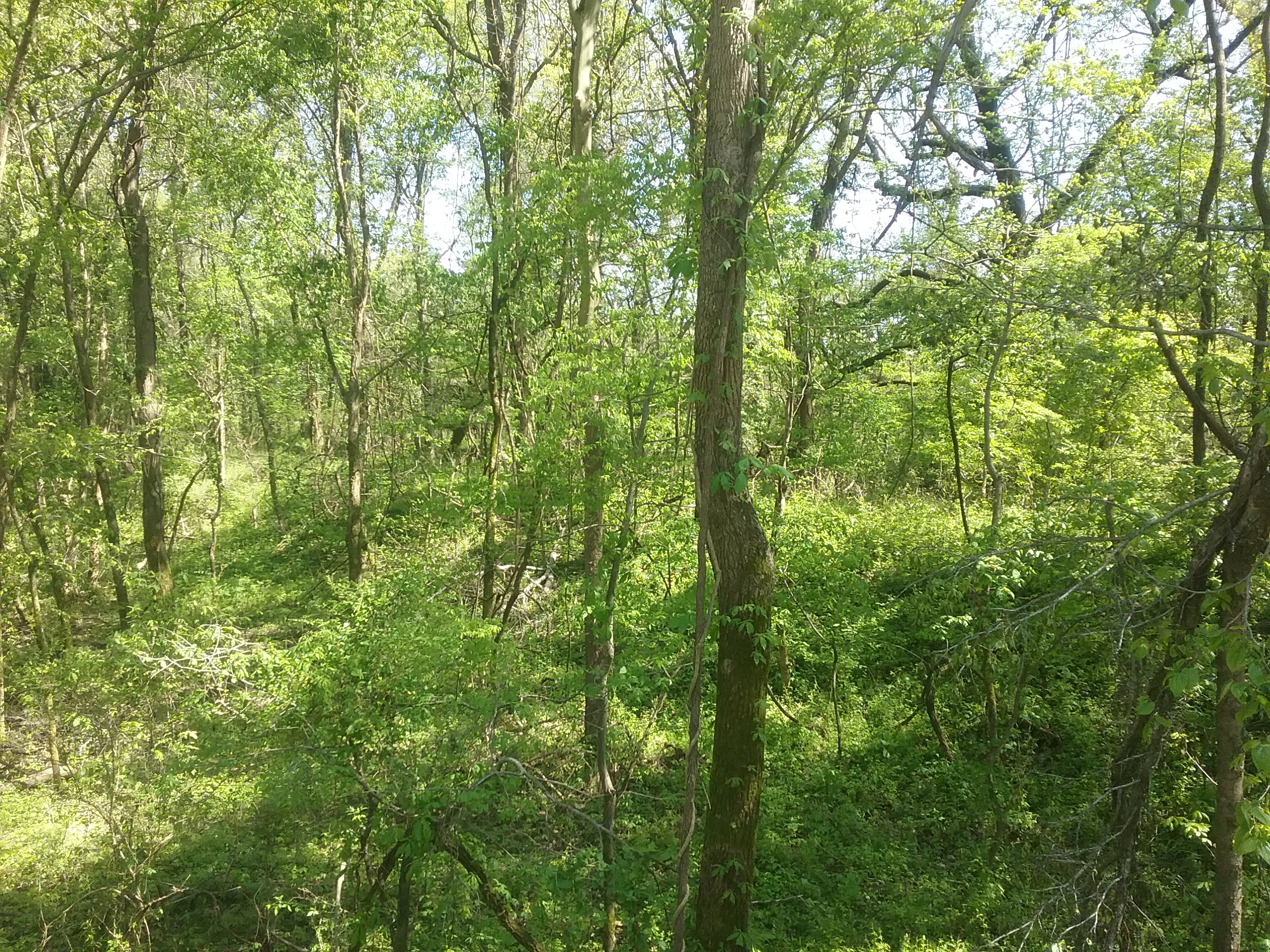 Elevated path curving in a heavily forested area 