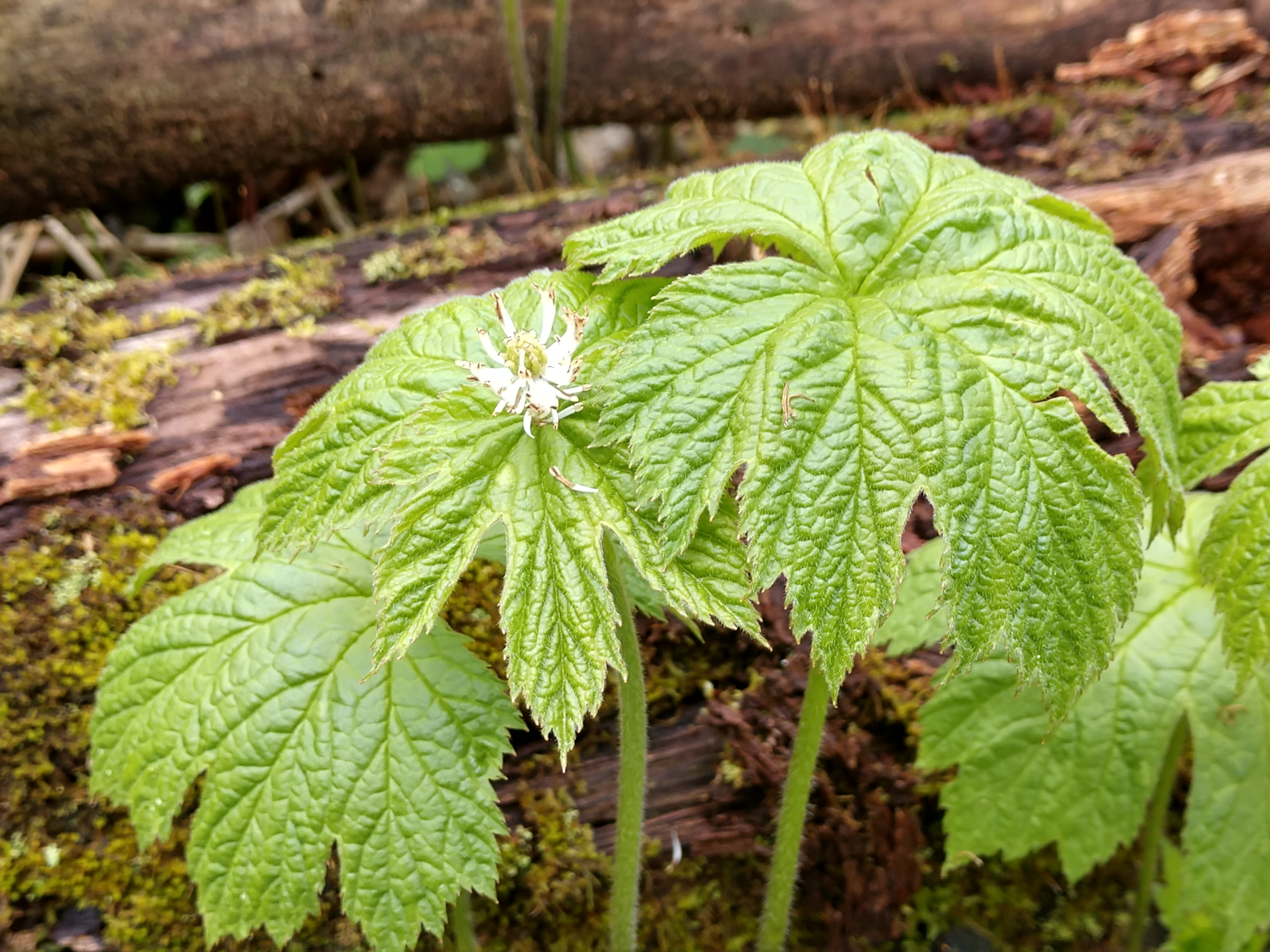 close up of several green goldenseal leaves and one white bloom