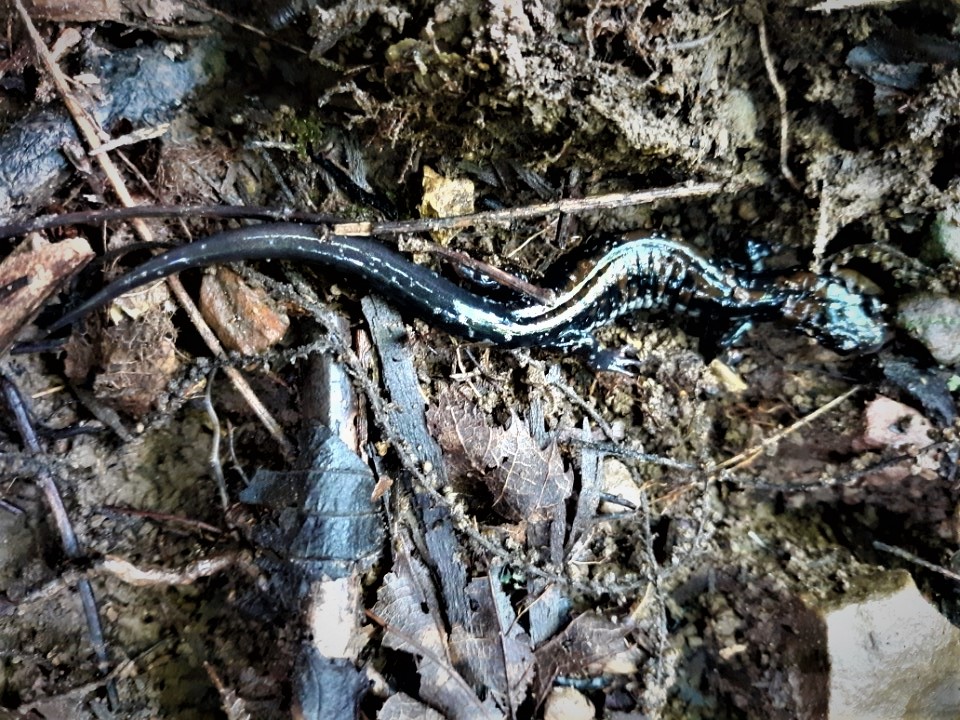 Rich Mountain Salamander on the ground surrounded by leaf litter