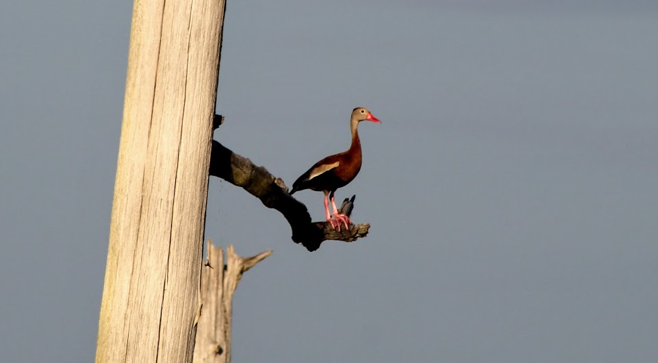 Lone black-bellied whistling duck resting in a dead tree 