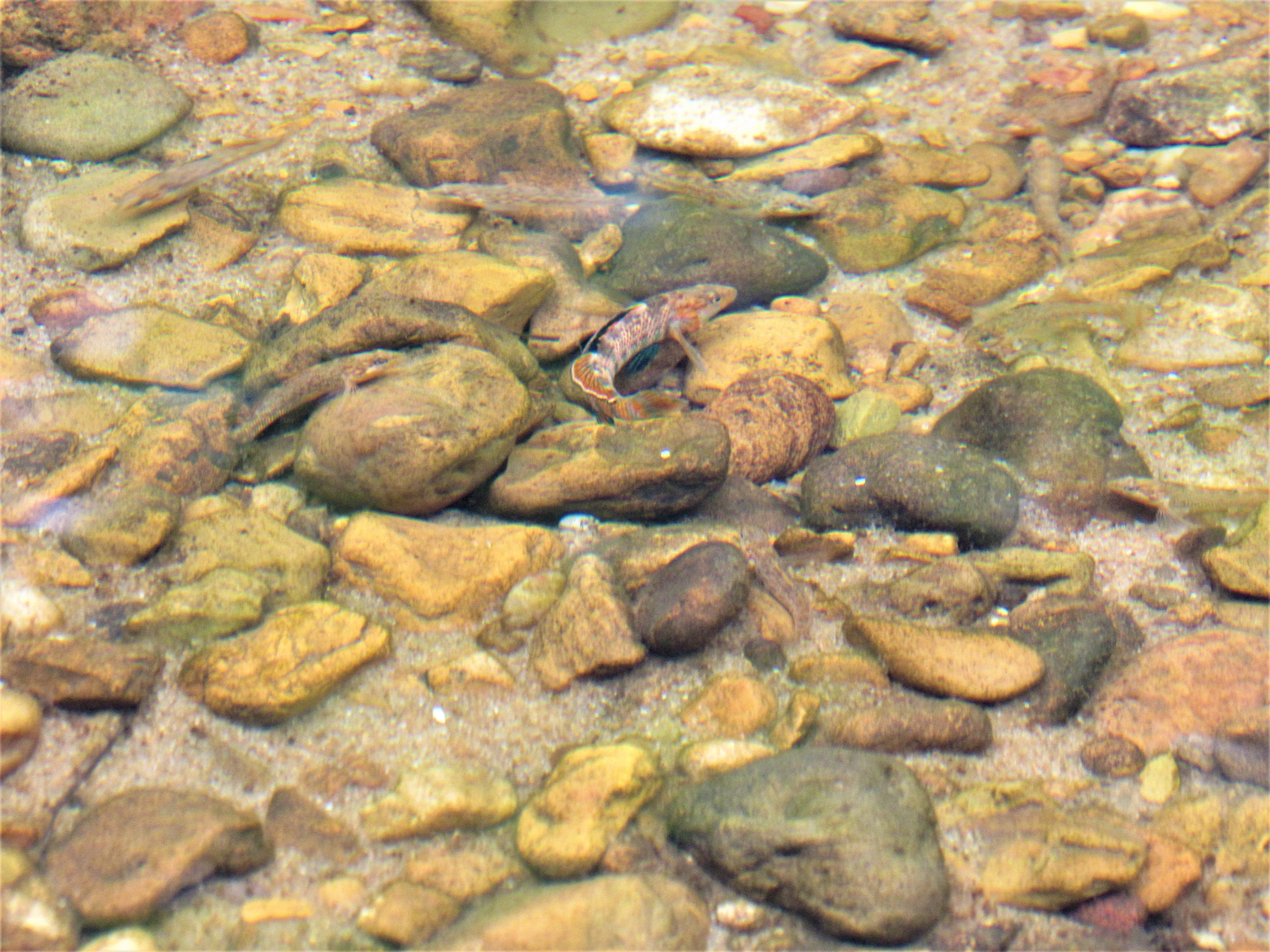 Rainbow darter fish guarding its space from other darters, with creek rocks and water surrounding it 