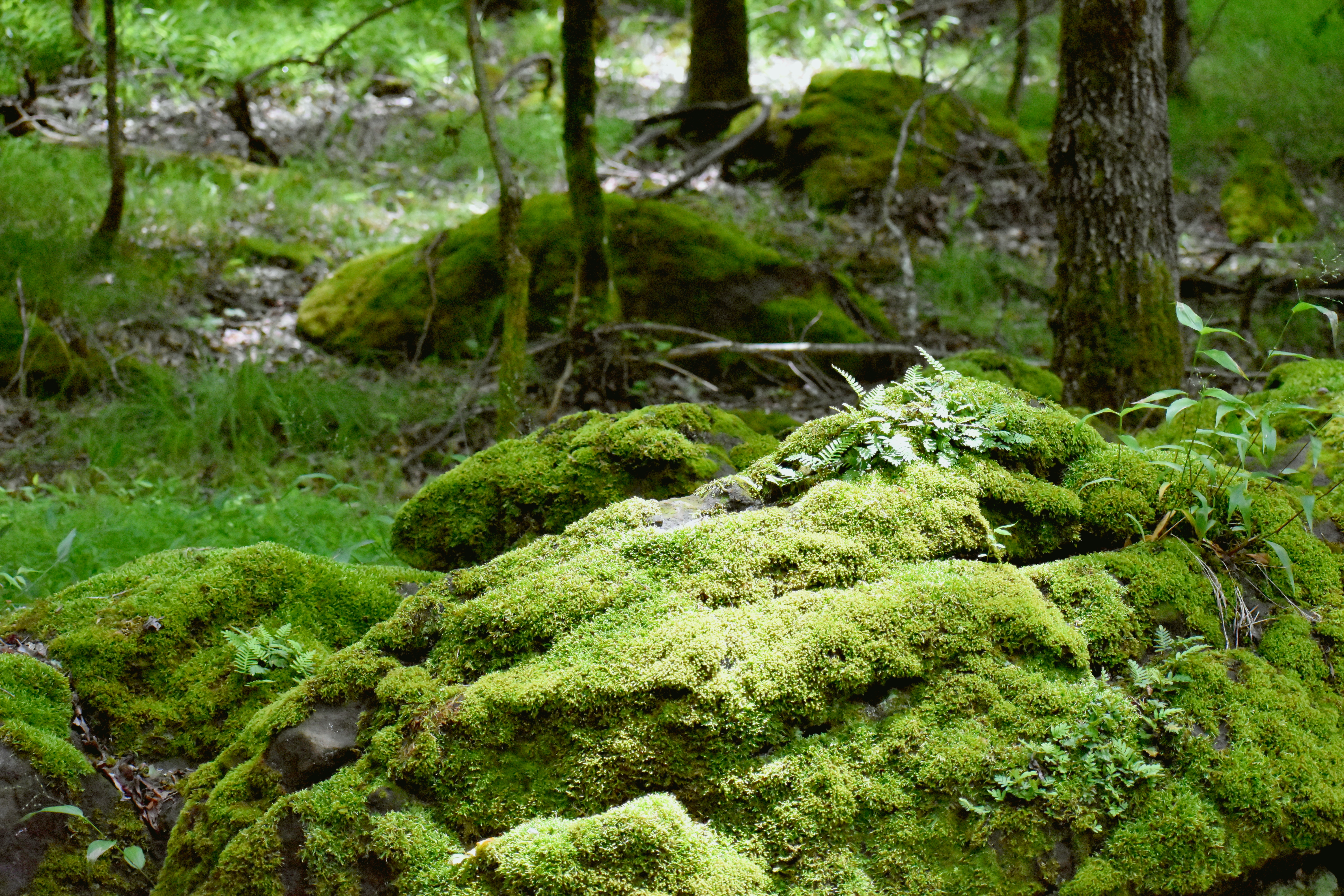 Rounded, moss-covered boulders in a hardwood forest. 