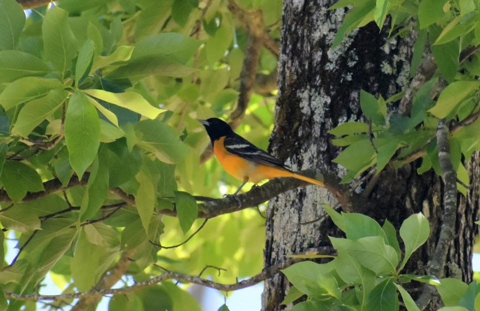 A Baltimore oriole among ample foliage. 