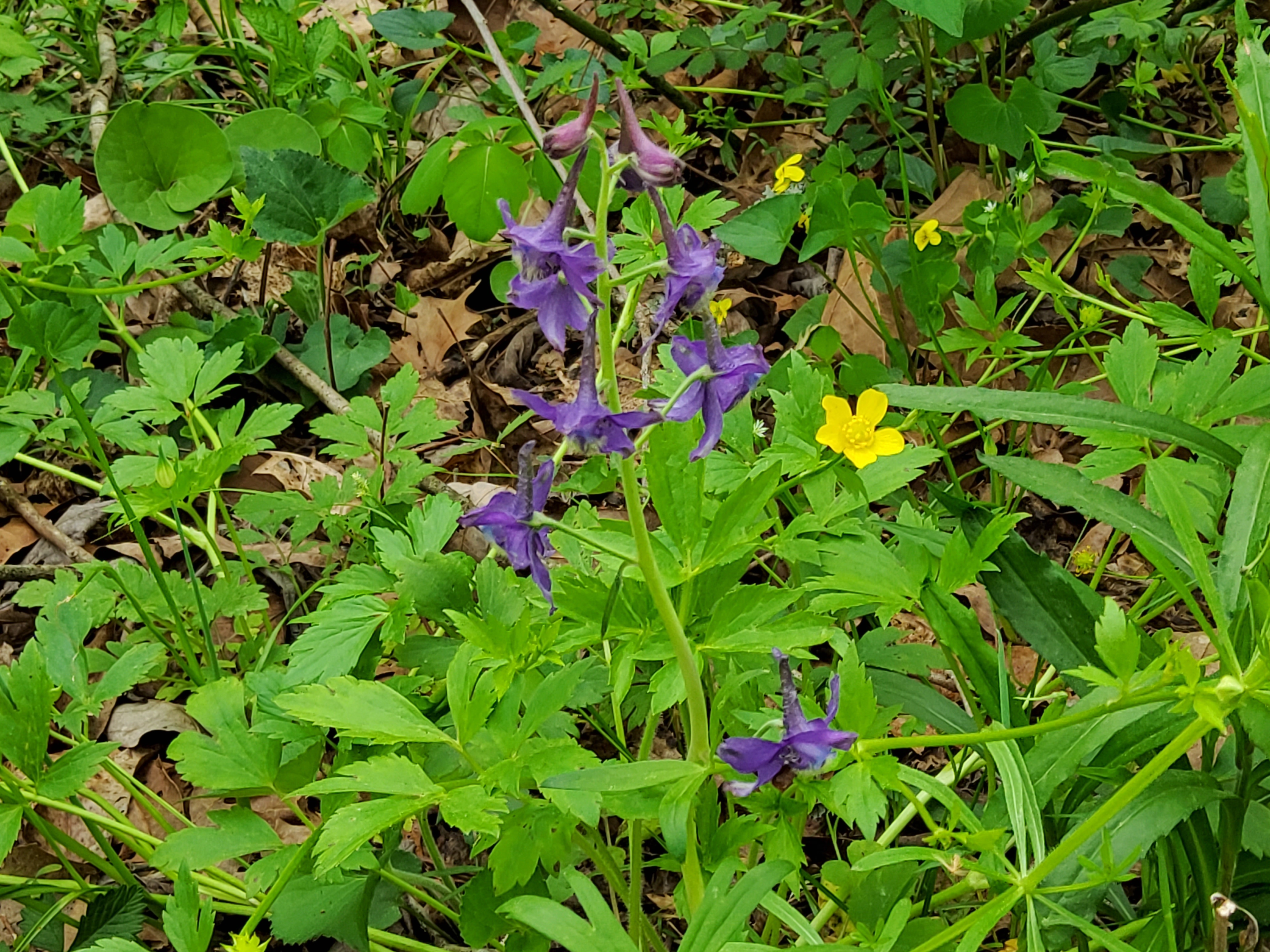 Dwarf Larkspur