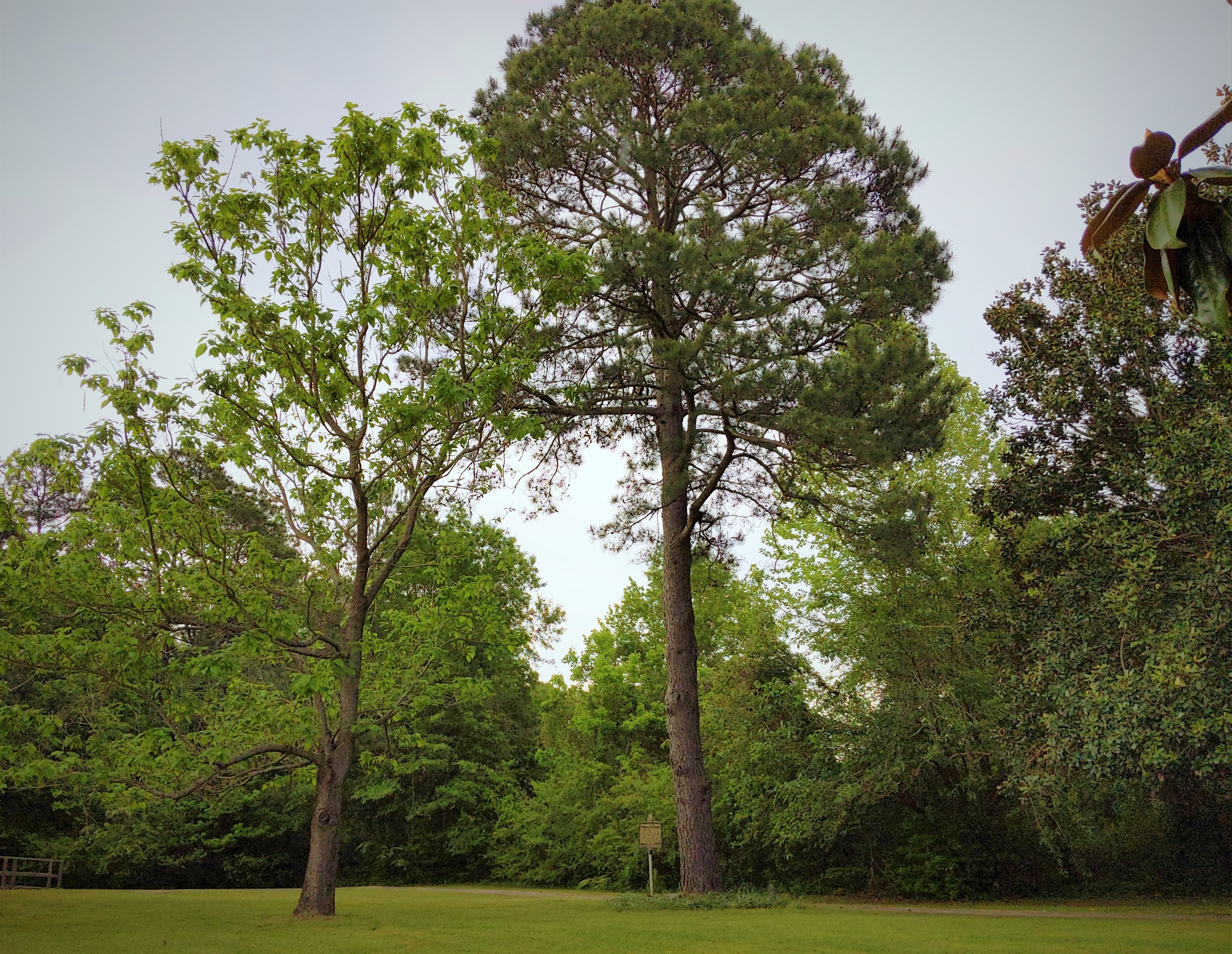 Tall loblolly pine standing in Washington, Arkansas