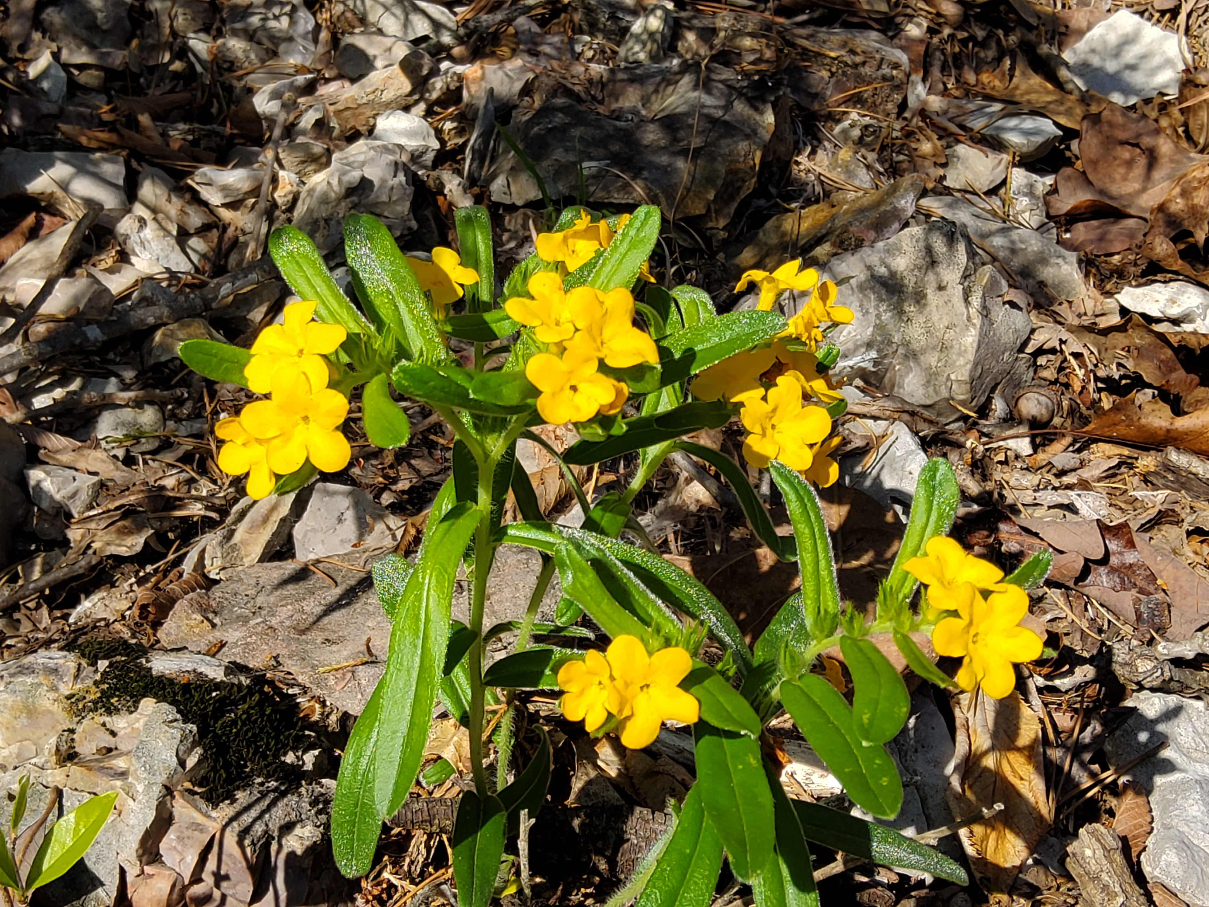 About 15 orange blooms and green foliage, with brown tree leaf litter in background