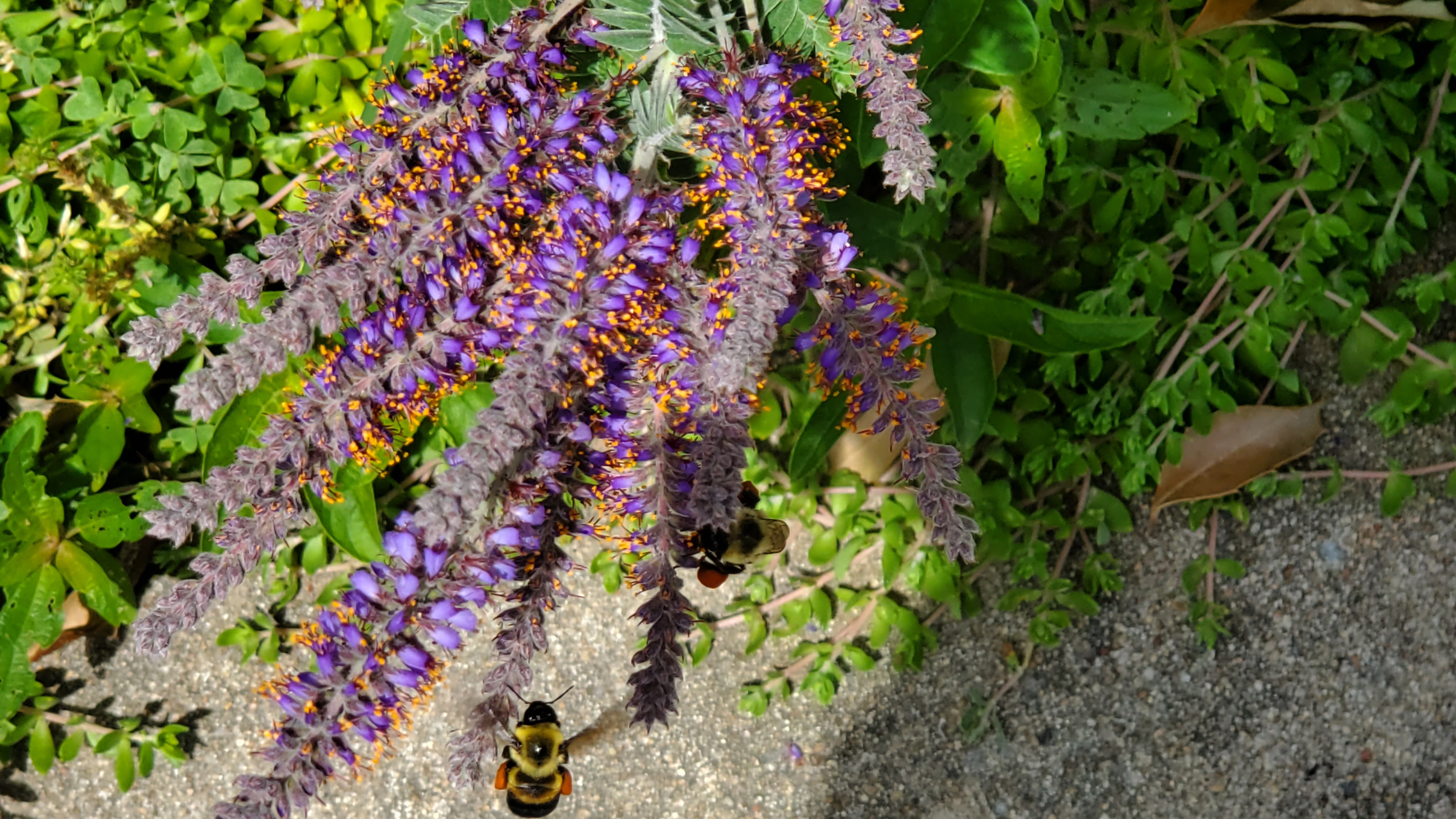 Two bumble bees with pollen sacks full of bright orange pollen fly in to collect nectar and pollen from the deep purple blooms of a lead plant. 