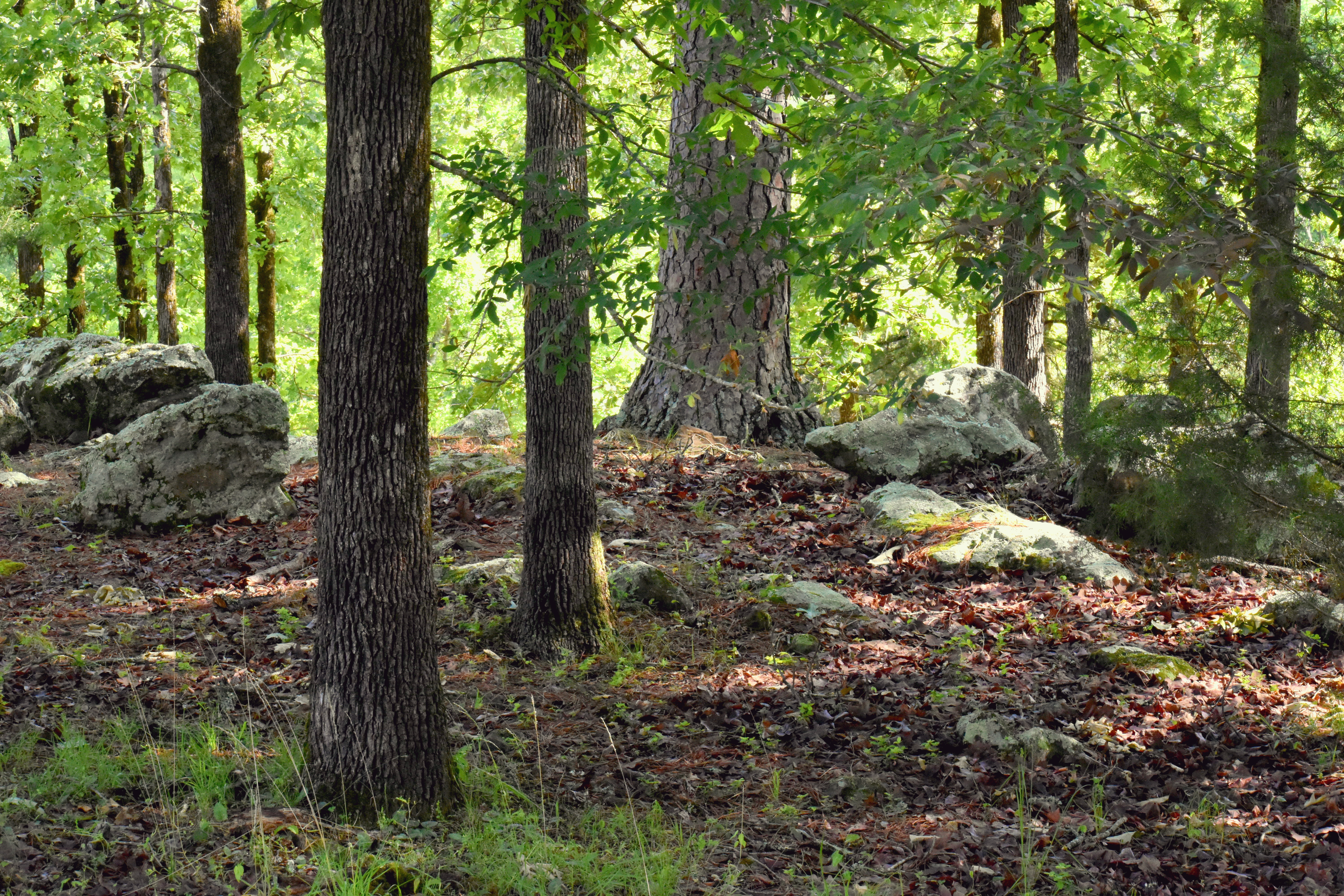 Lichen and moss-covered rocks and boulders in a pine and hardwood forest. 