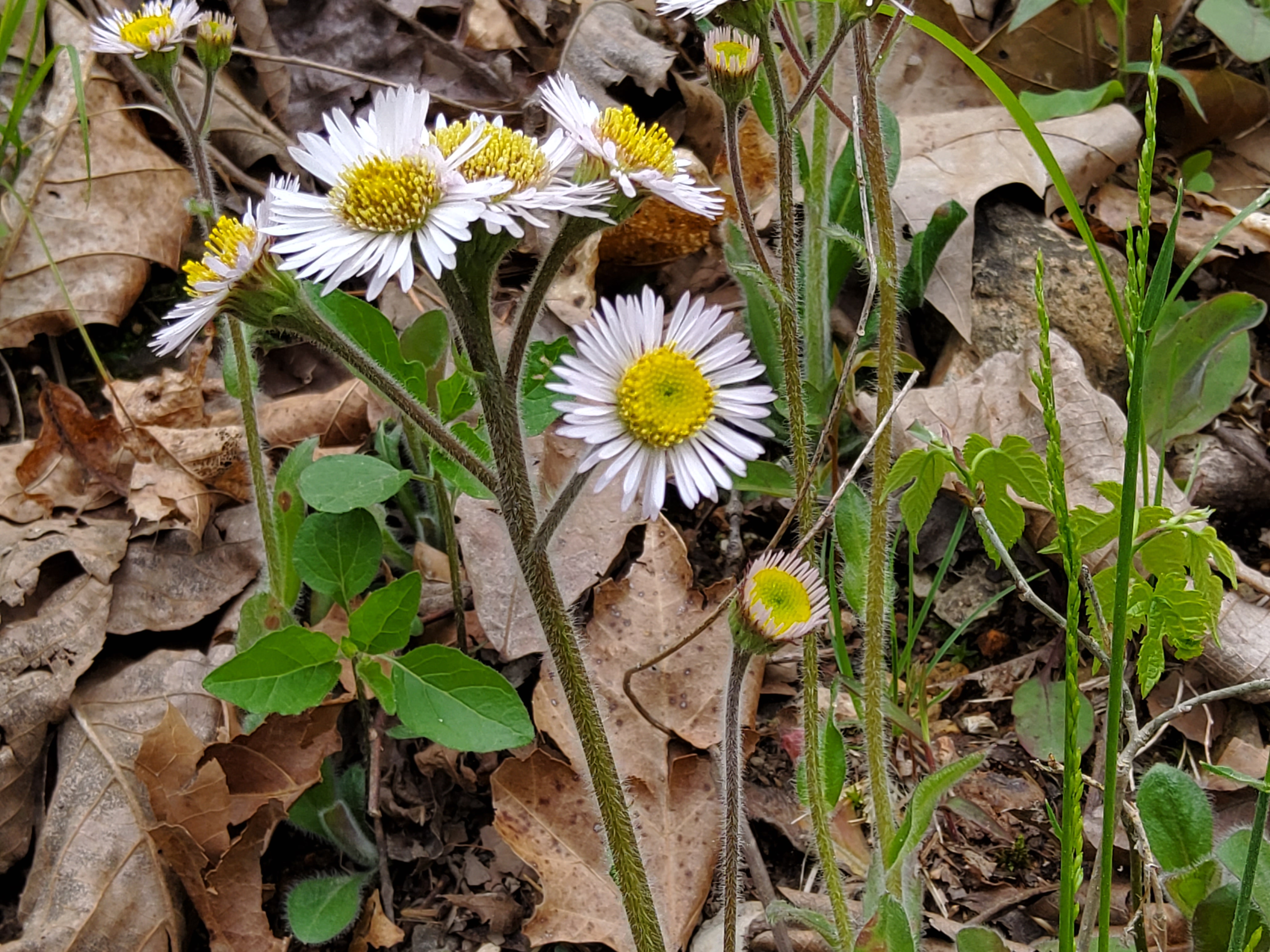 Close up of several white blooms with yellow centers and green foliage, with brown tree leaf litter in background