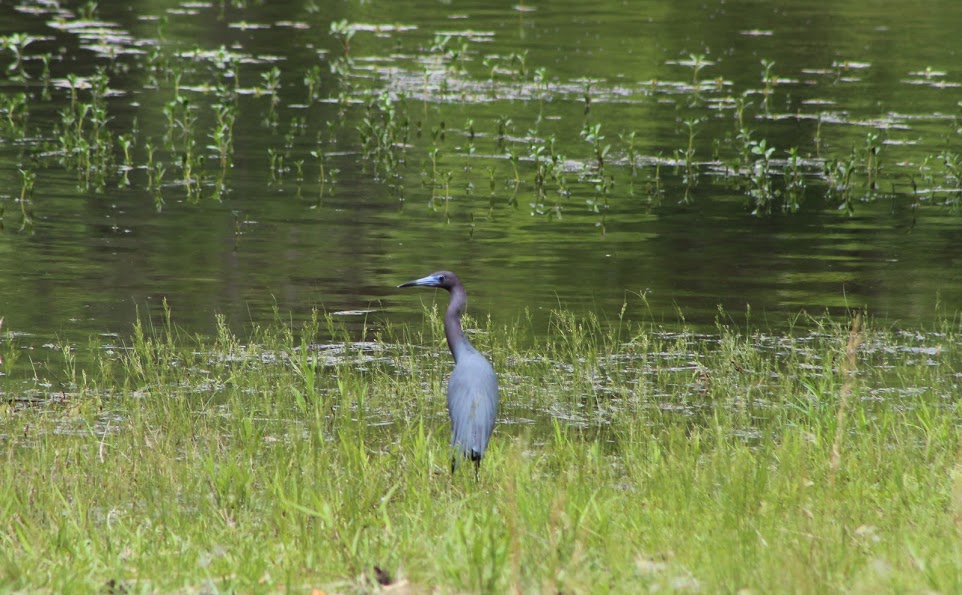 A little blue heron hunting near the bank of a lake.