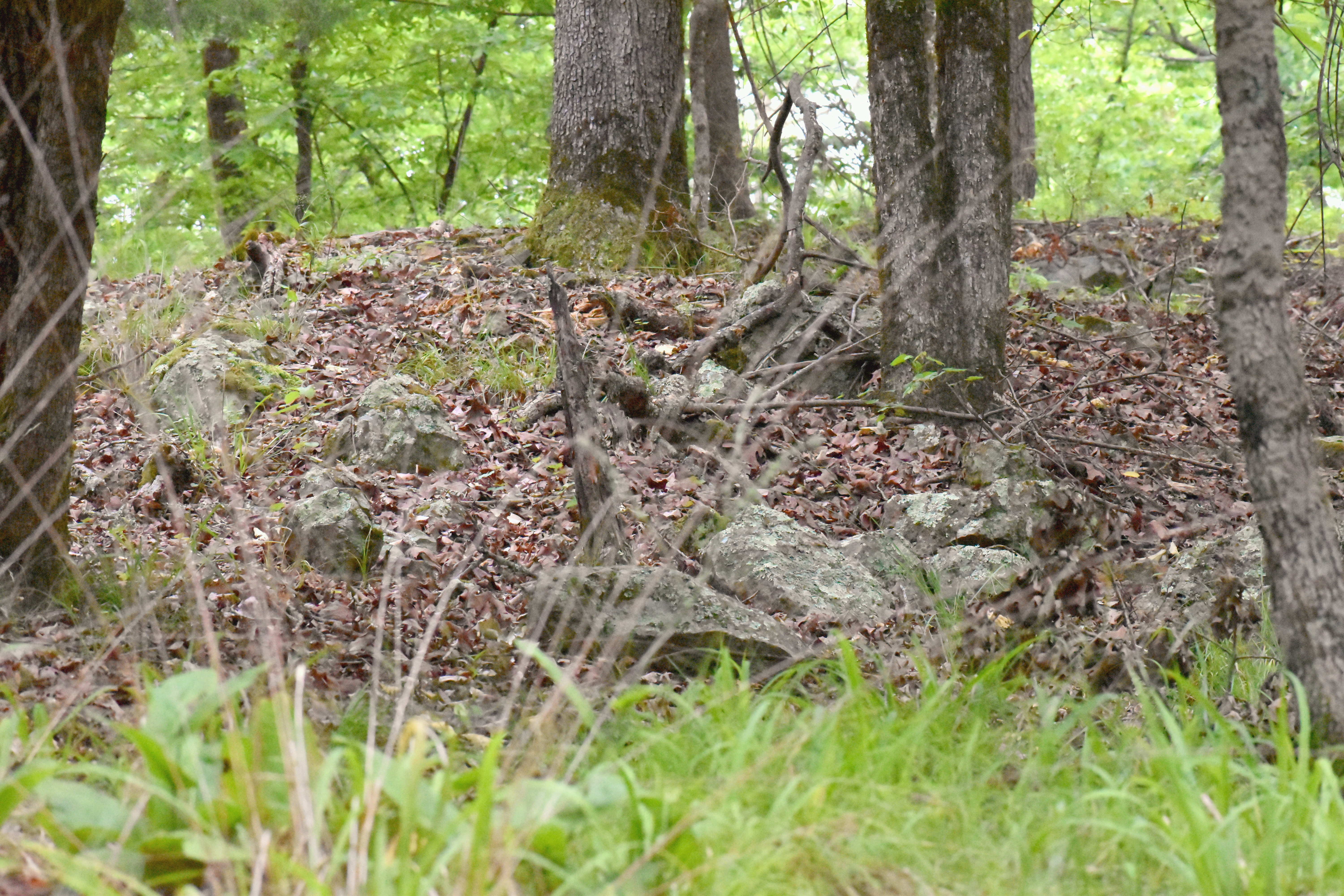 Lichen-covered rocks in a hardwood forest. 