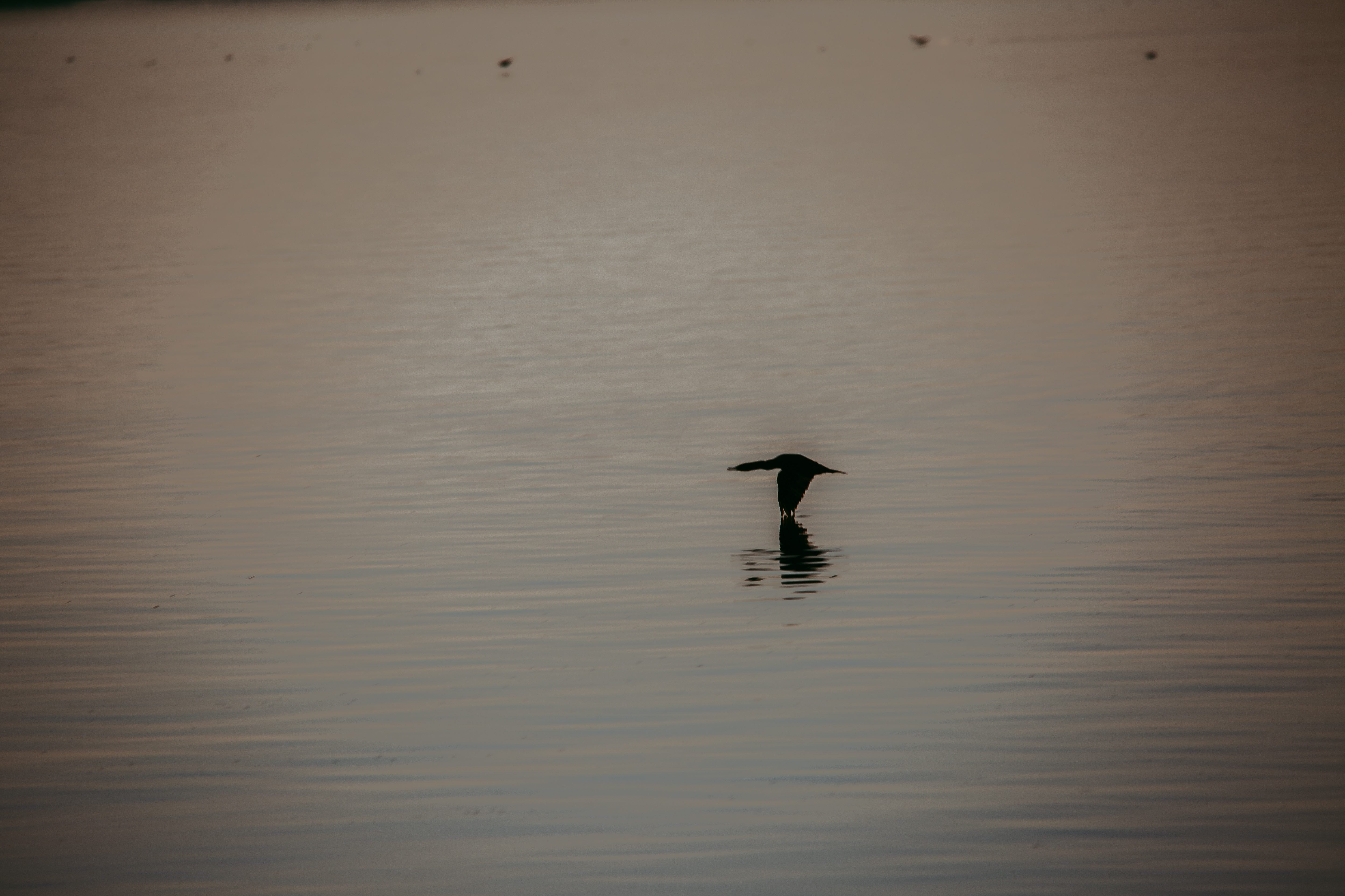 A silhouetted double-crested cormorant flies right above the water.