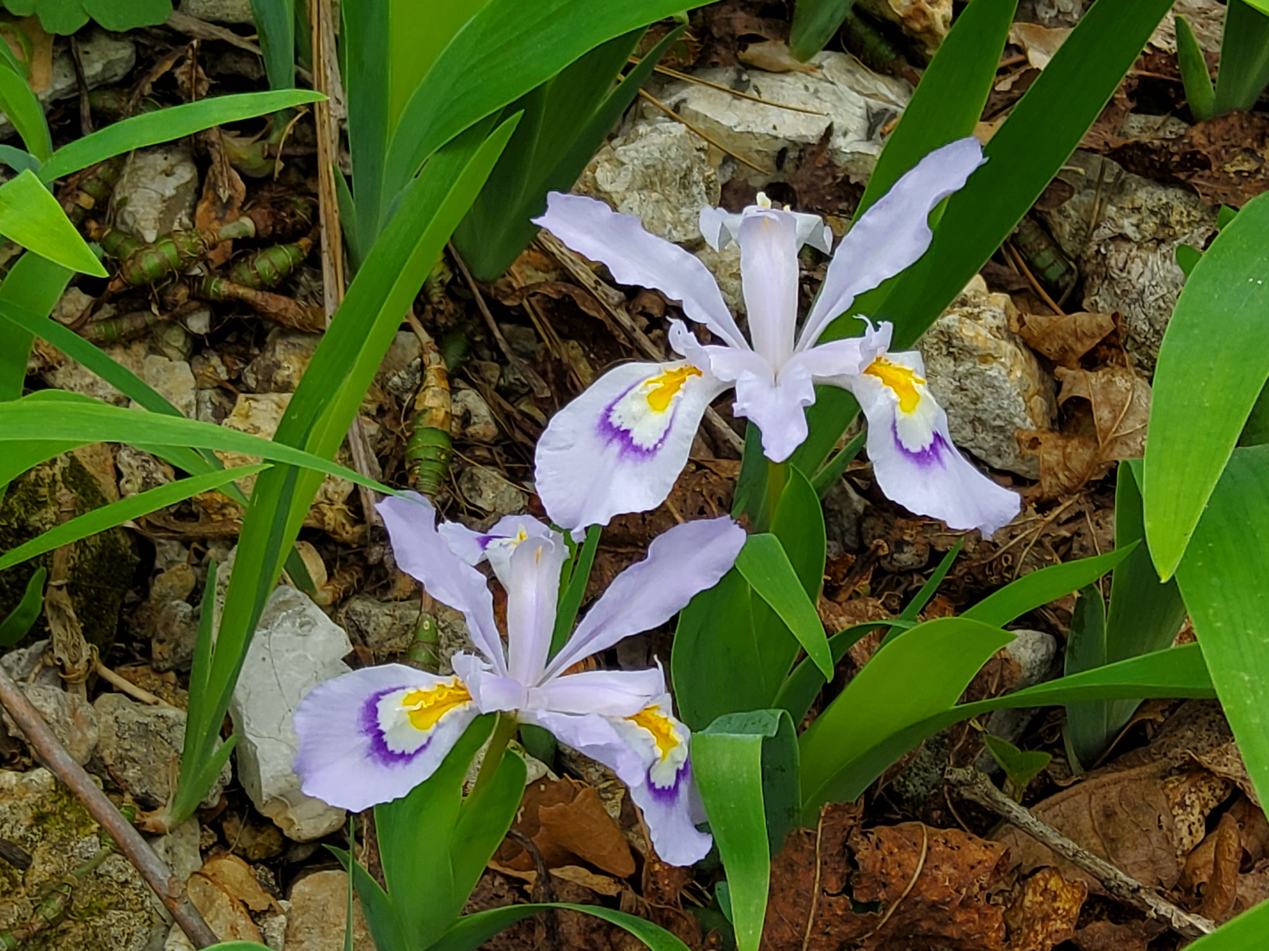 Dwarf Crested Iris