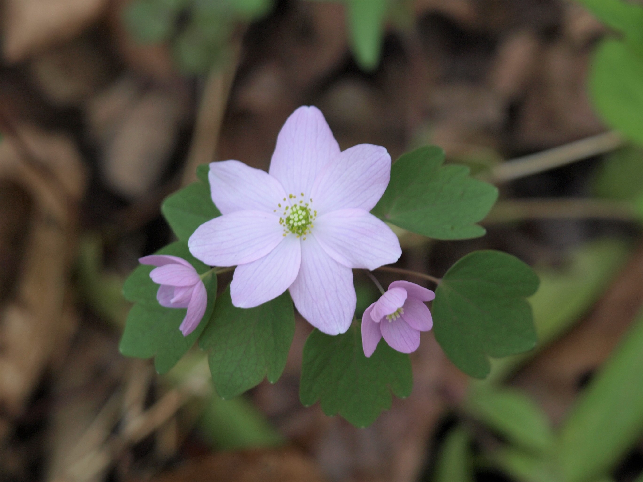 Close up of light pink bloom with two other blooms and green foliage in background