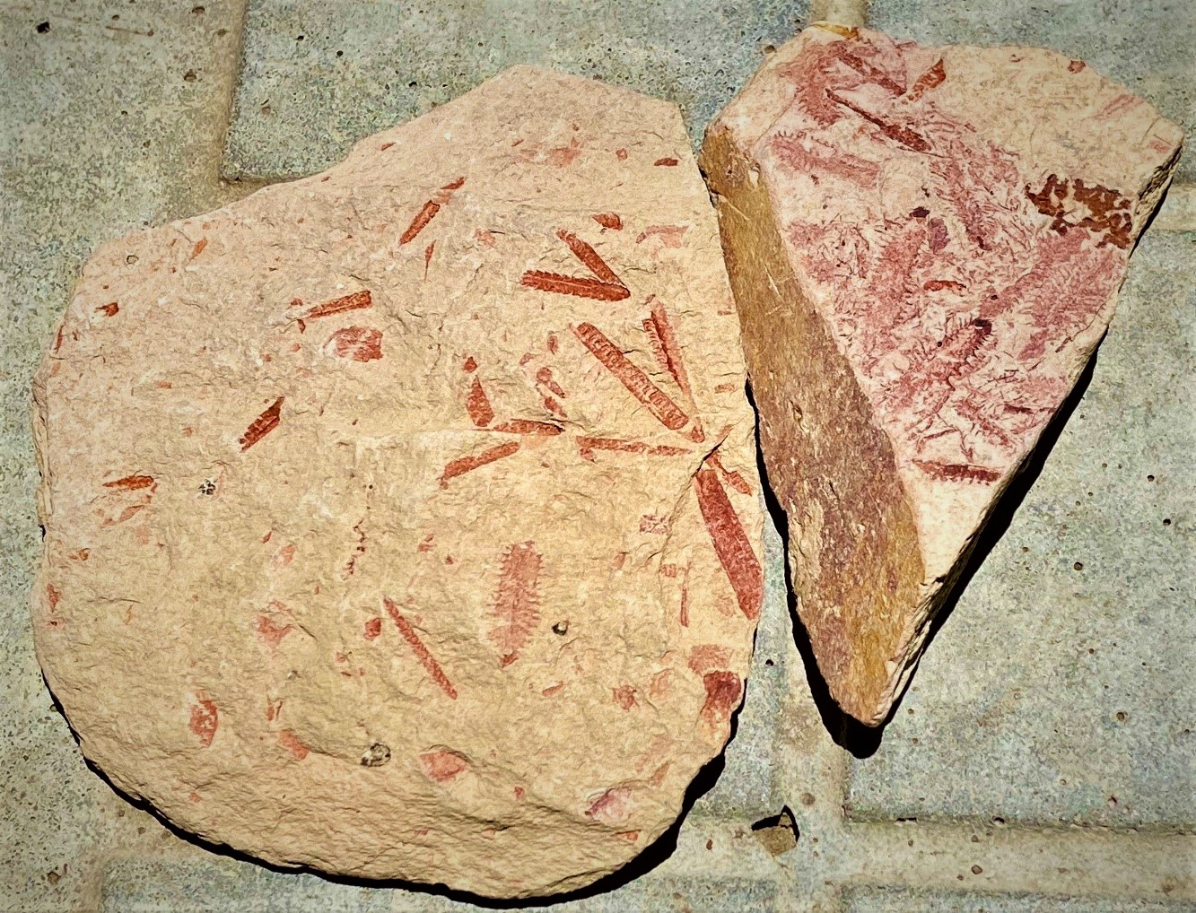 Two tan colored rocks show small red fossil imprints.
