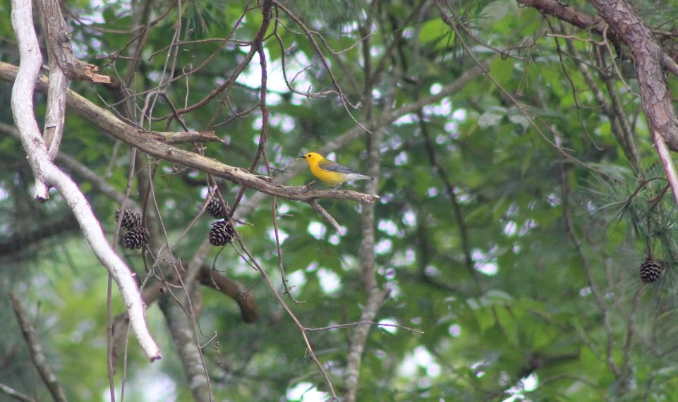 Prothonotary warbler perched in a tree 