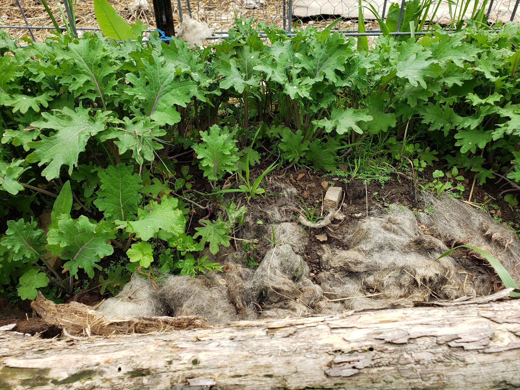 Waste wool mulch in foreground with kale growing well in garden bed 