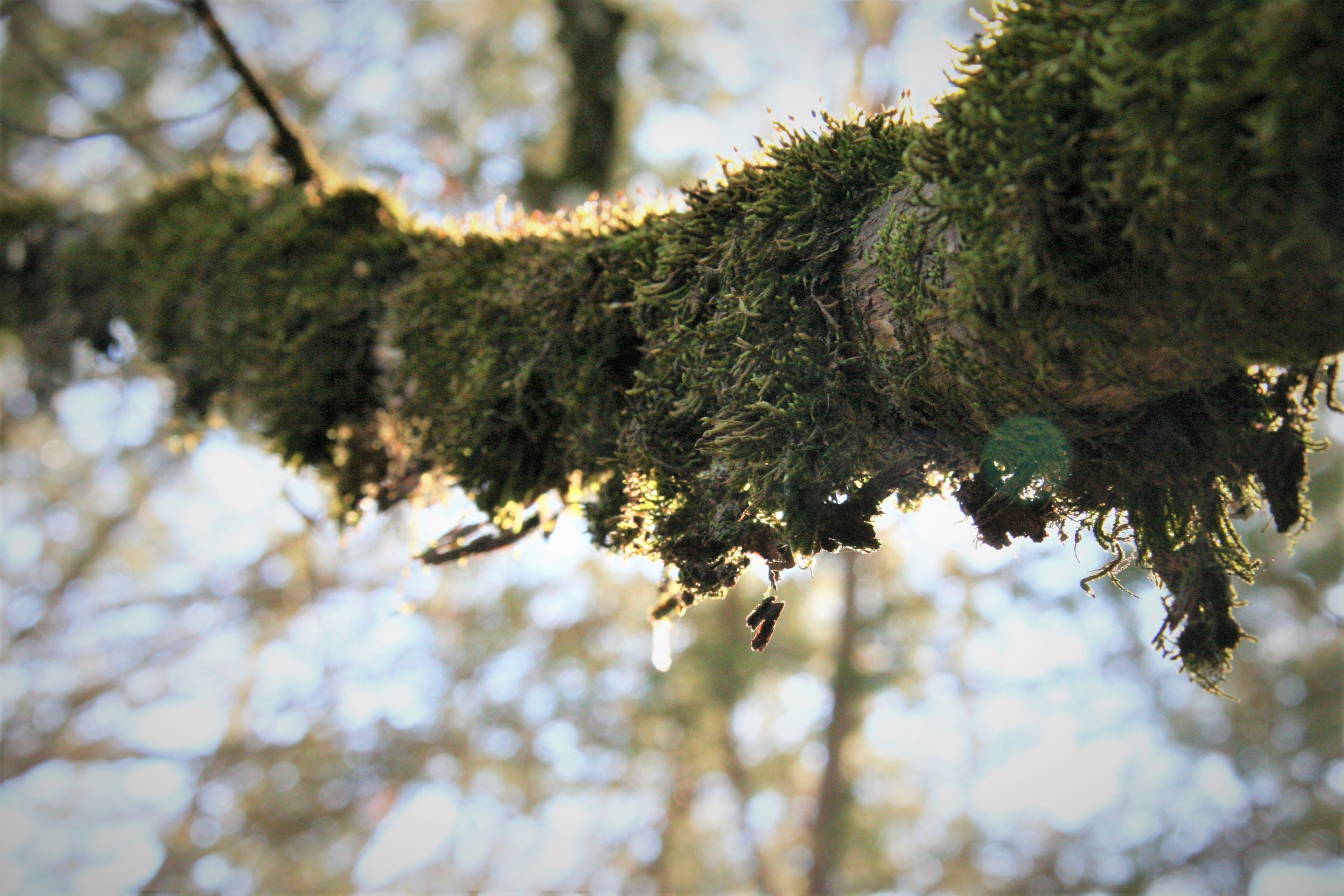 Moss growing along a tree branch. 