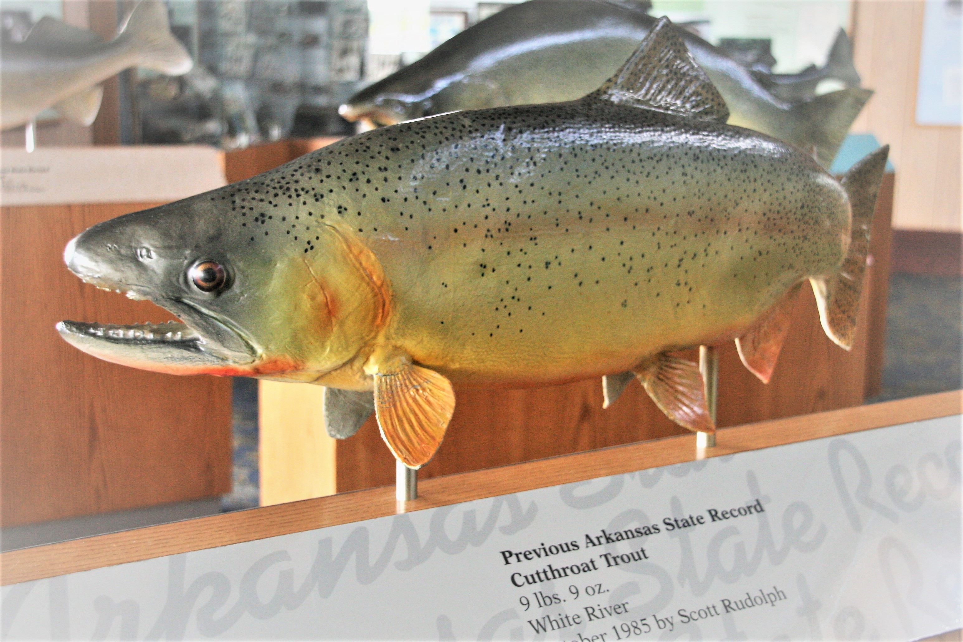 Trout mounted in exhibit area with label that reads “Previous Arkansas State Record Cutthroat Trout 9 lbs. 9 oz. White River 1985 Scott Rudolph”