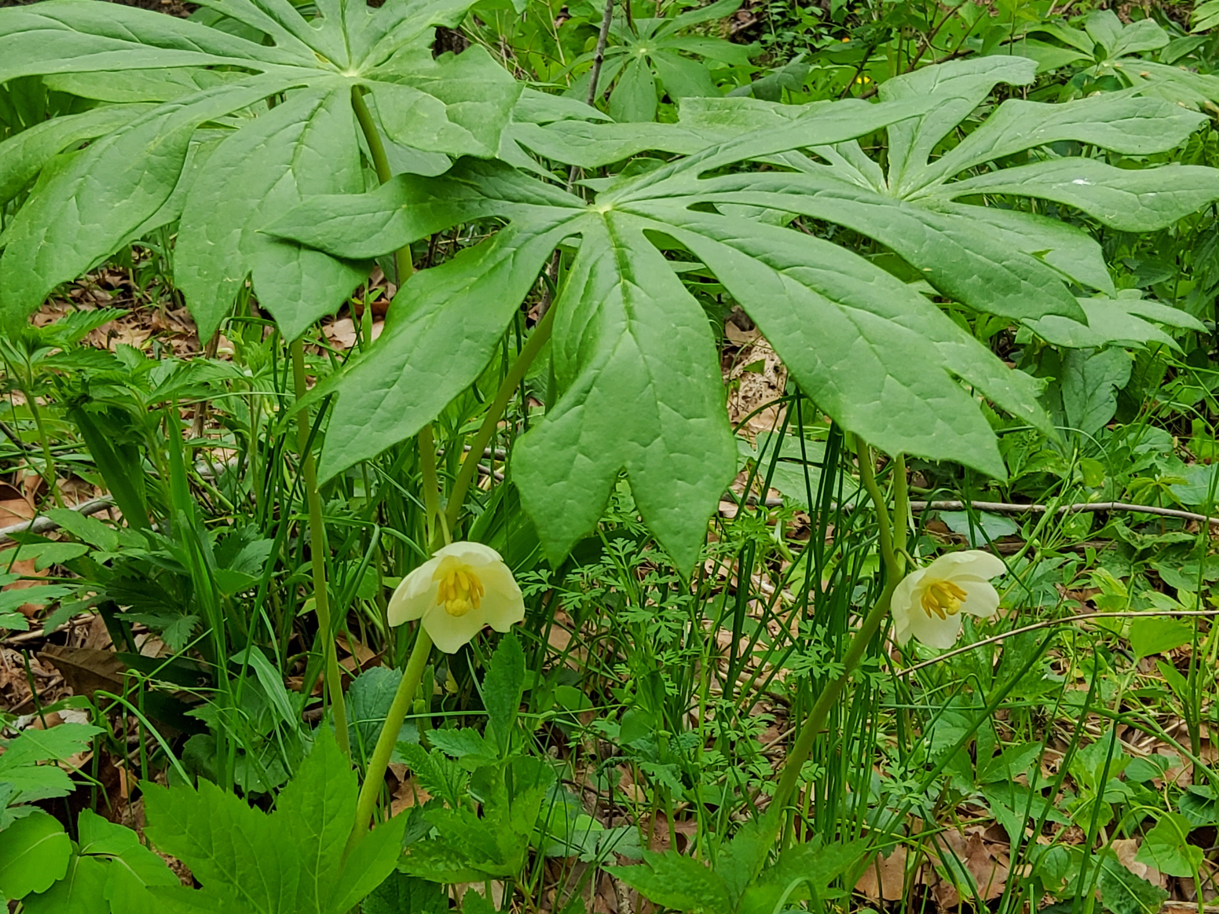 Mayapple