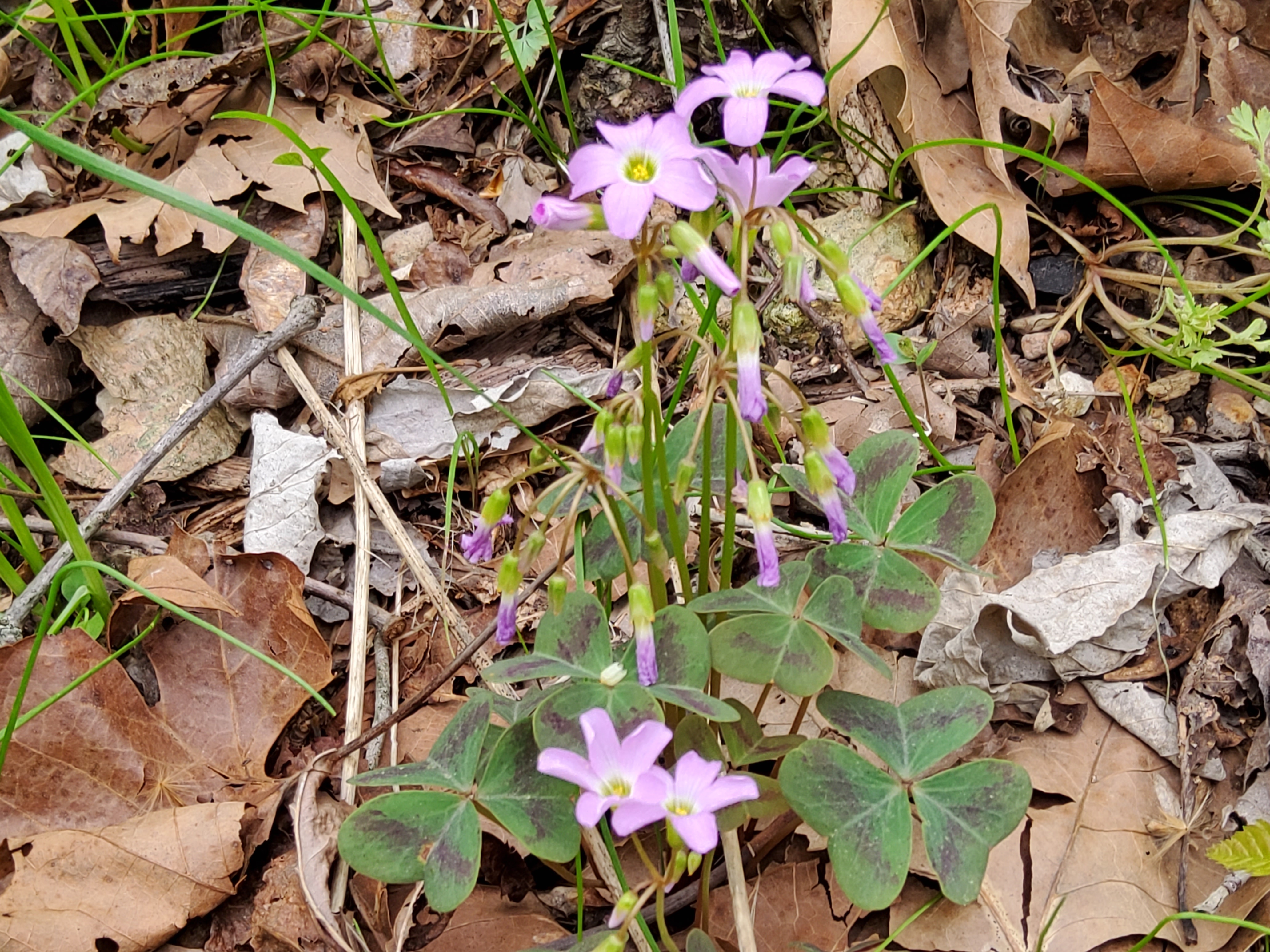 Five pale purple sorrel blooms with green and purple foliage and brown tree leaf litter in background