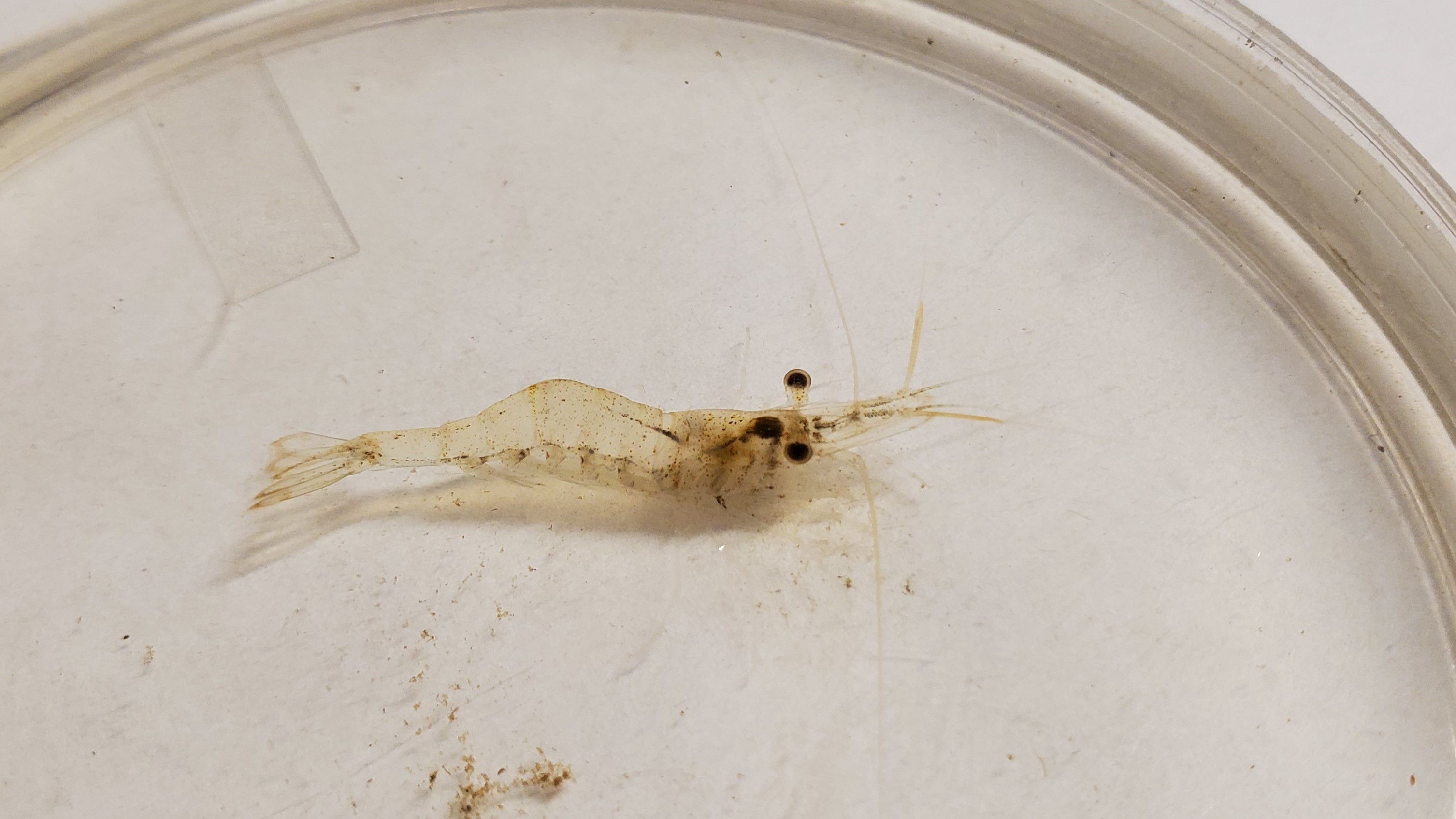 Freshwater shrimp on a white background 