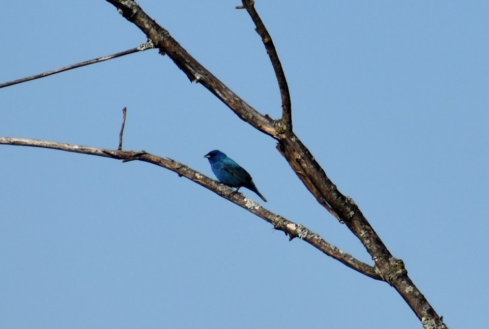 Male indigo bunting 