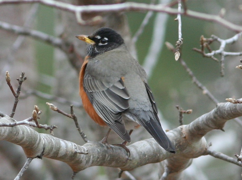 American robin, the Harbinger of Spring