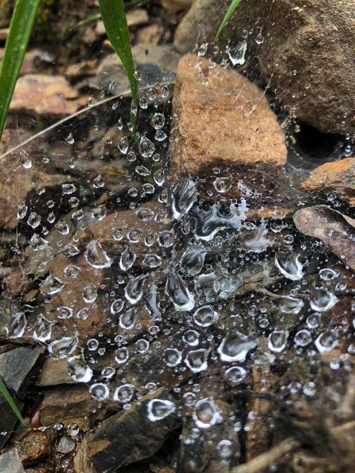 Close up view of dozens of silvery water droplets in random liquid shapes, delicately hanging onto a spider web.