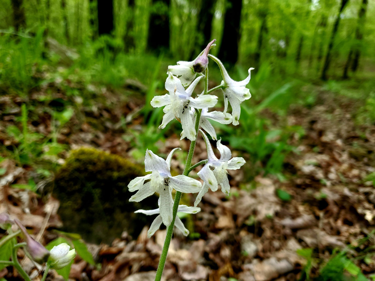 Carolina Larkspur
