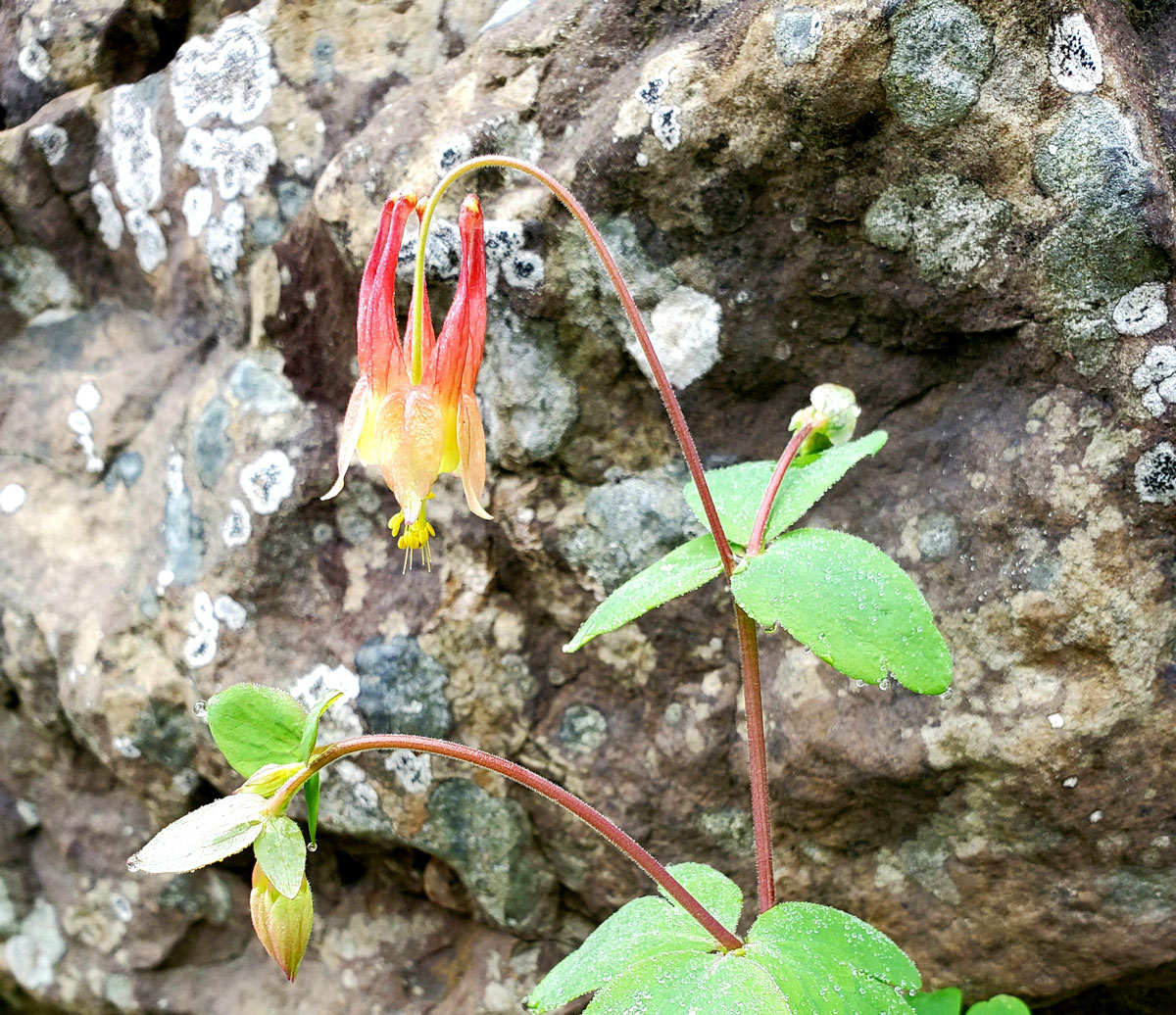 Columbine