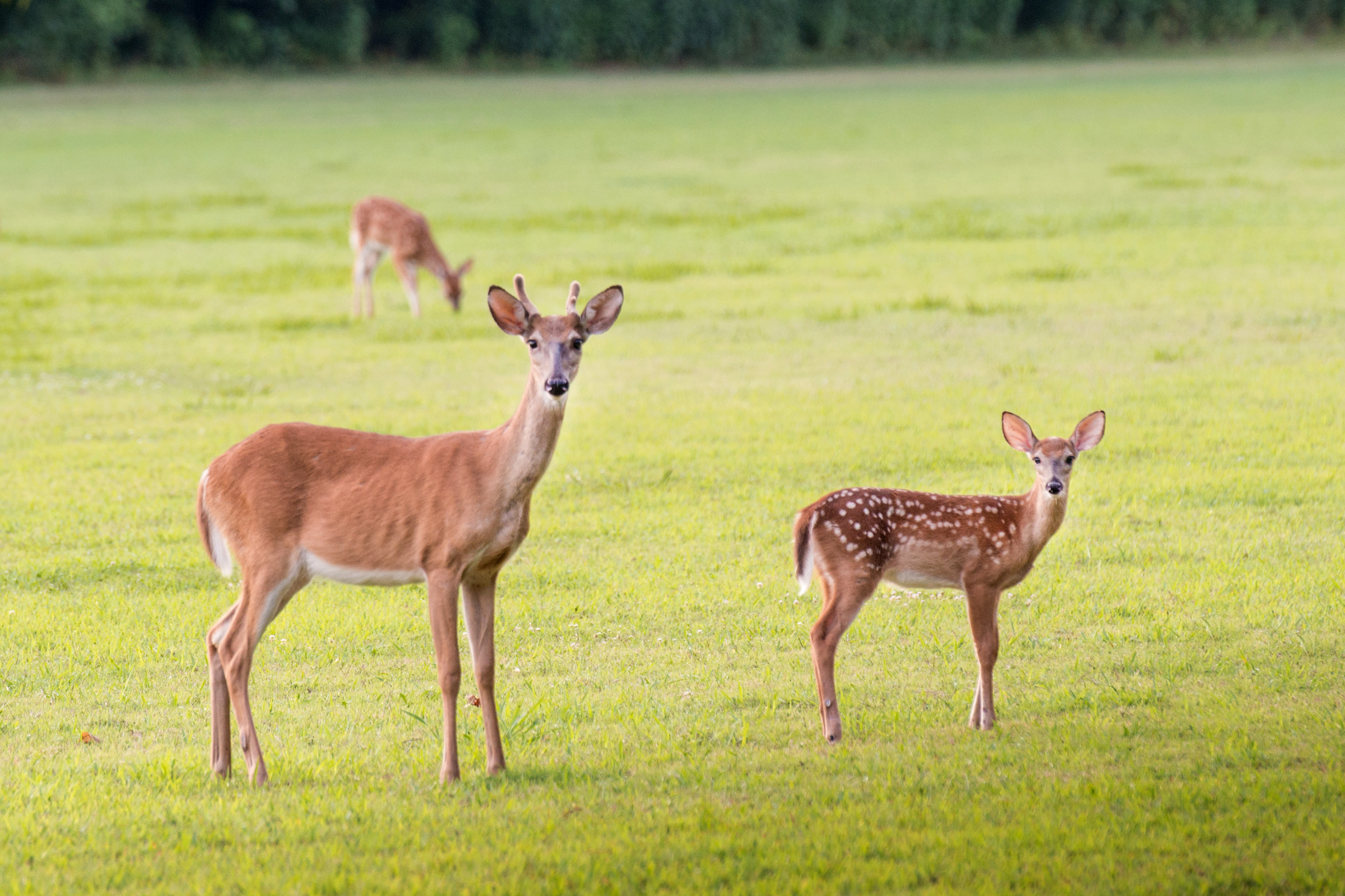 Deer on golf course at Village Creek State Park