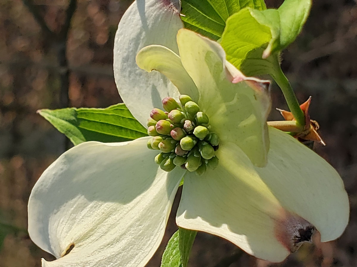 Dogwood tree