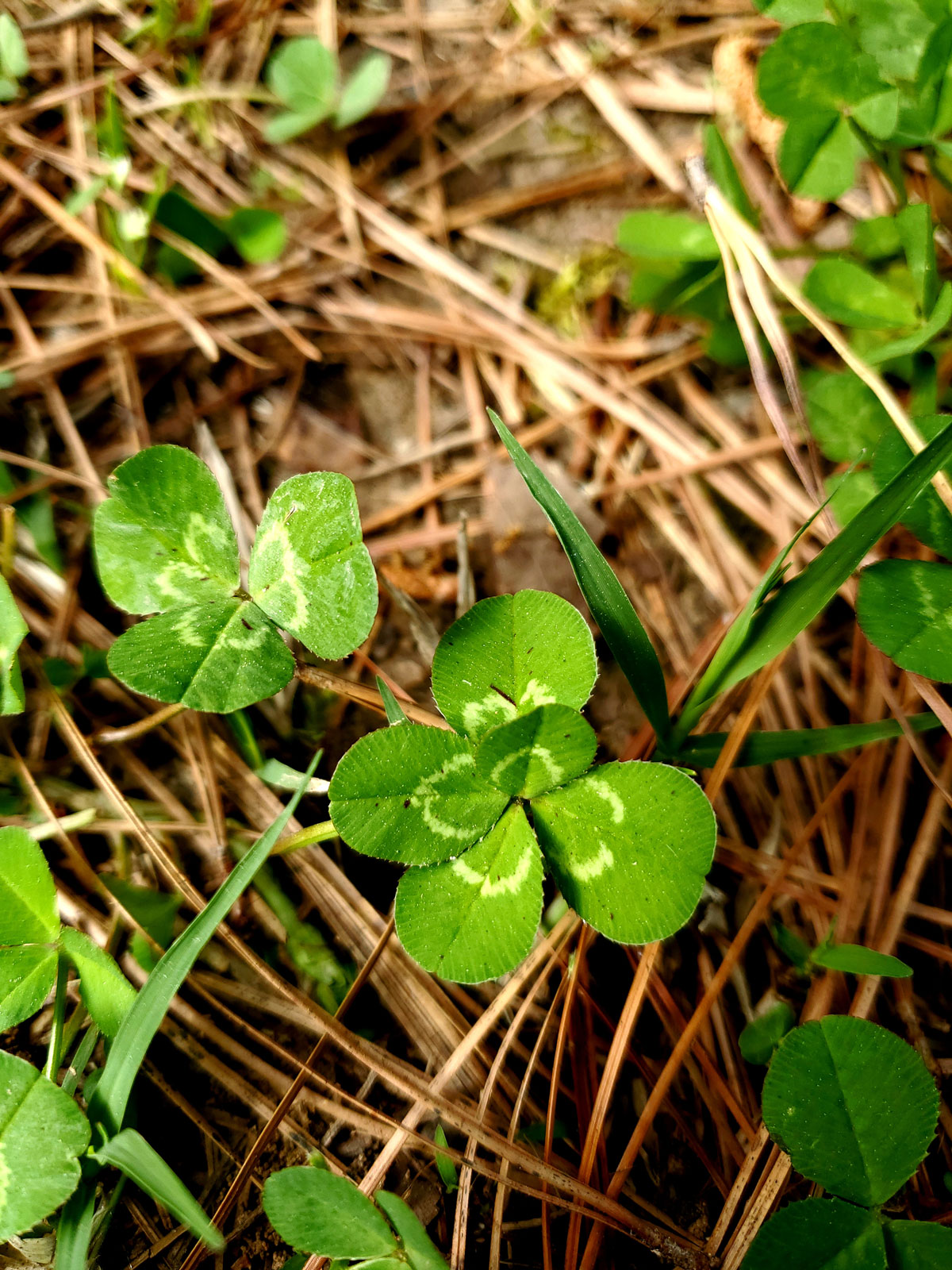 five leaf clover