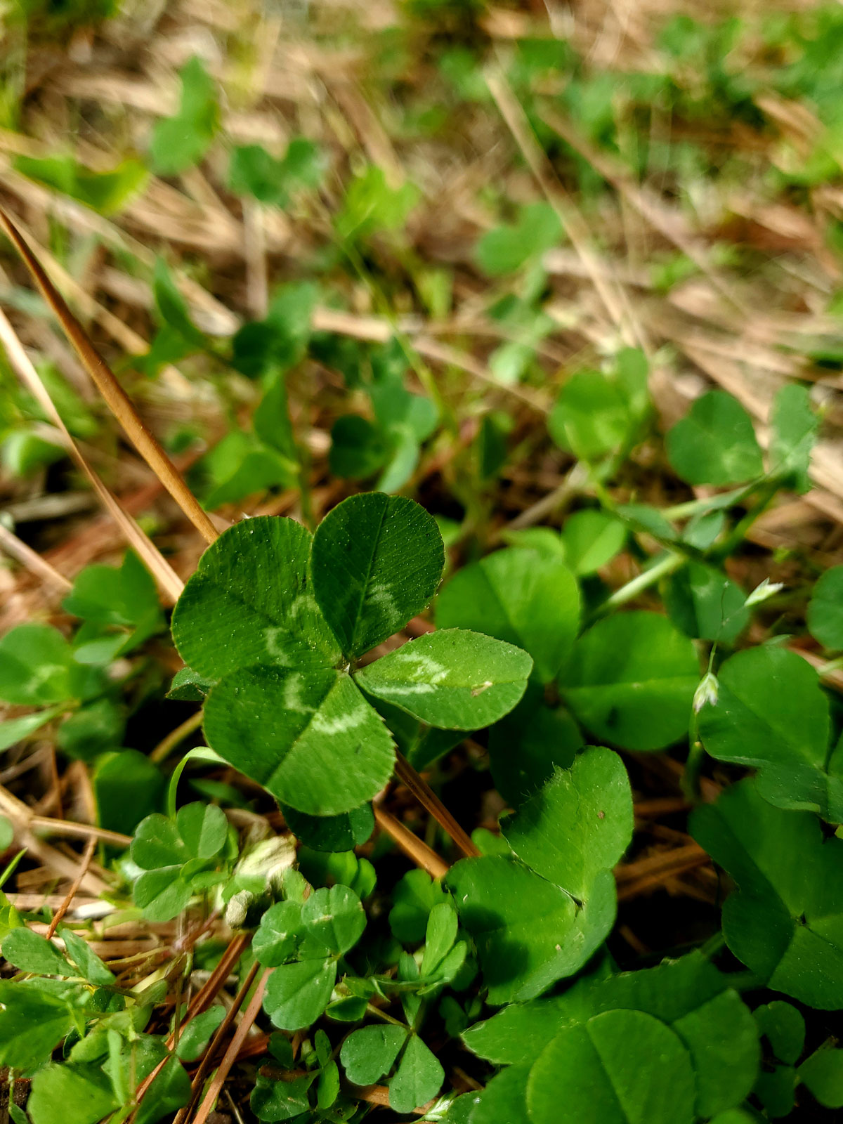 four leaf clover