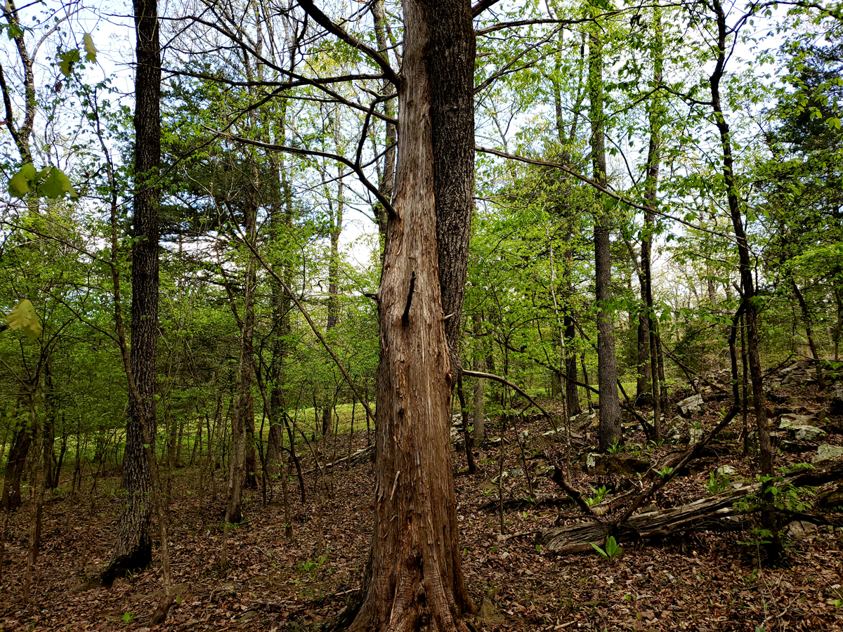 hugging trees