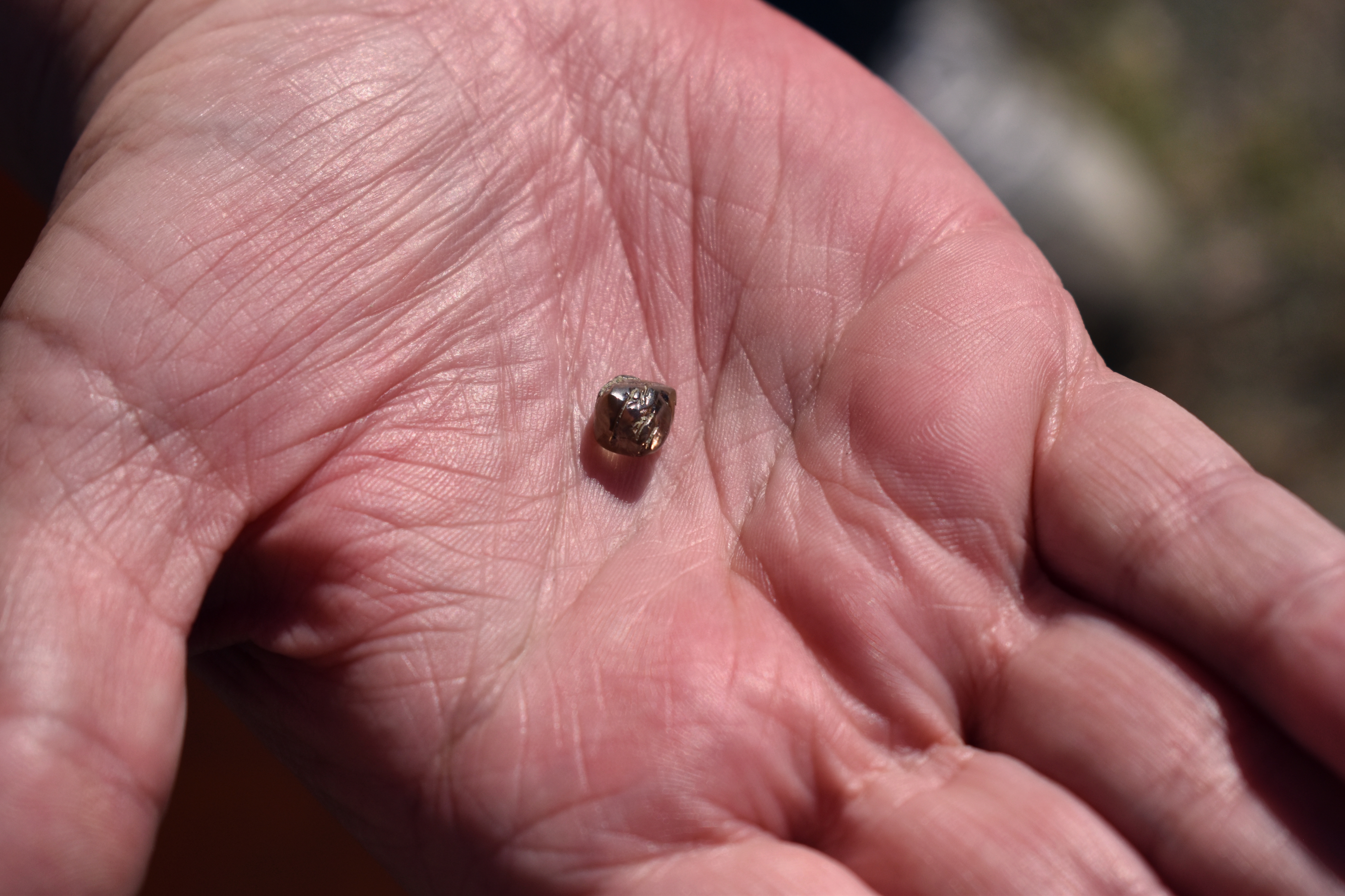 Pat Choate holding her brown "illusive Diamond" in the palm of her hand