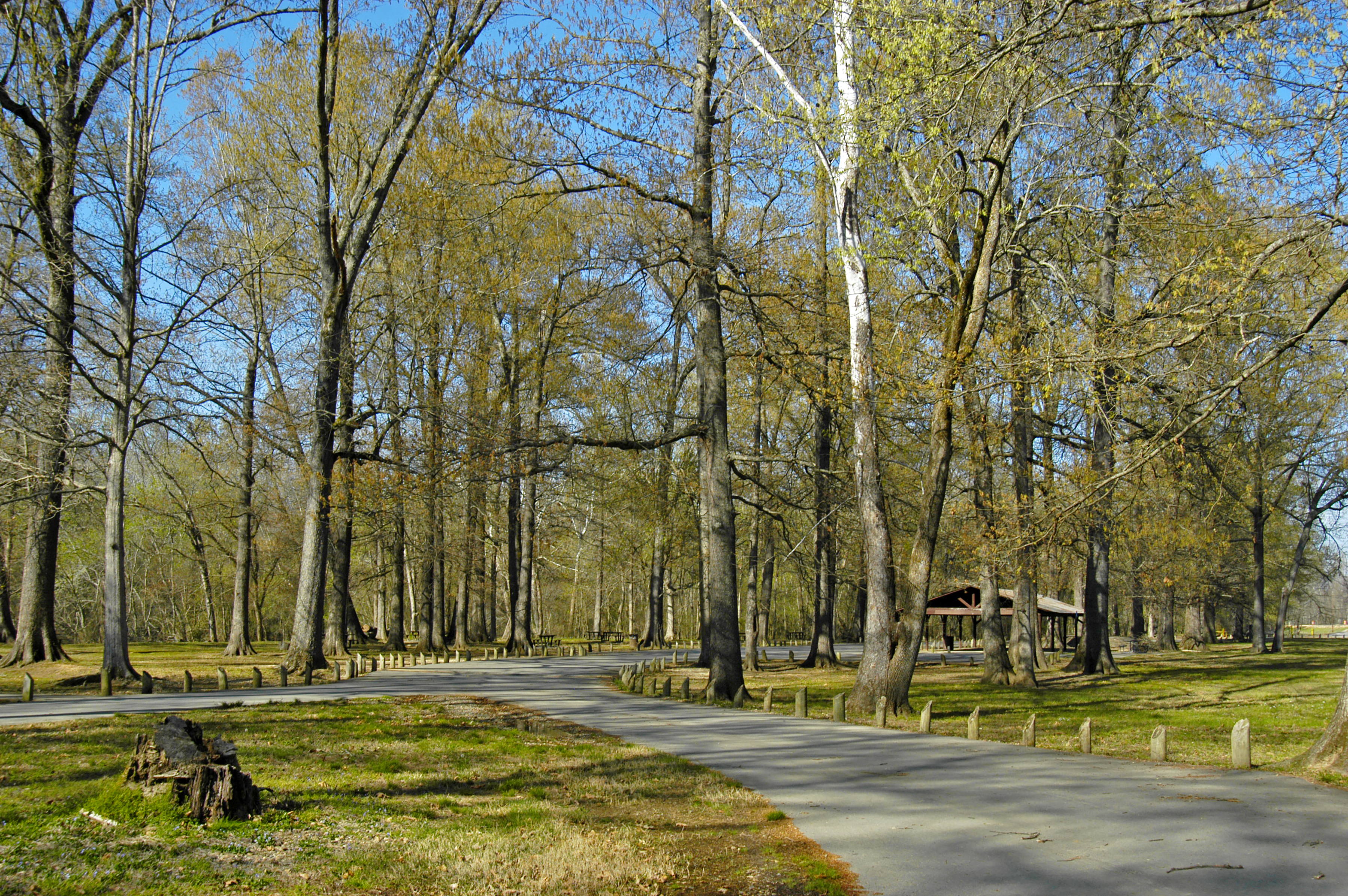 A wooded view of the path through Jenkins Ferry