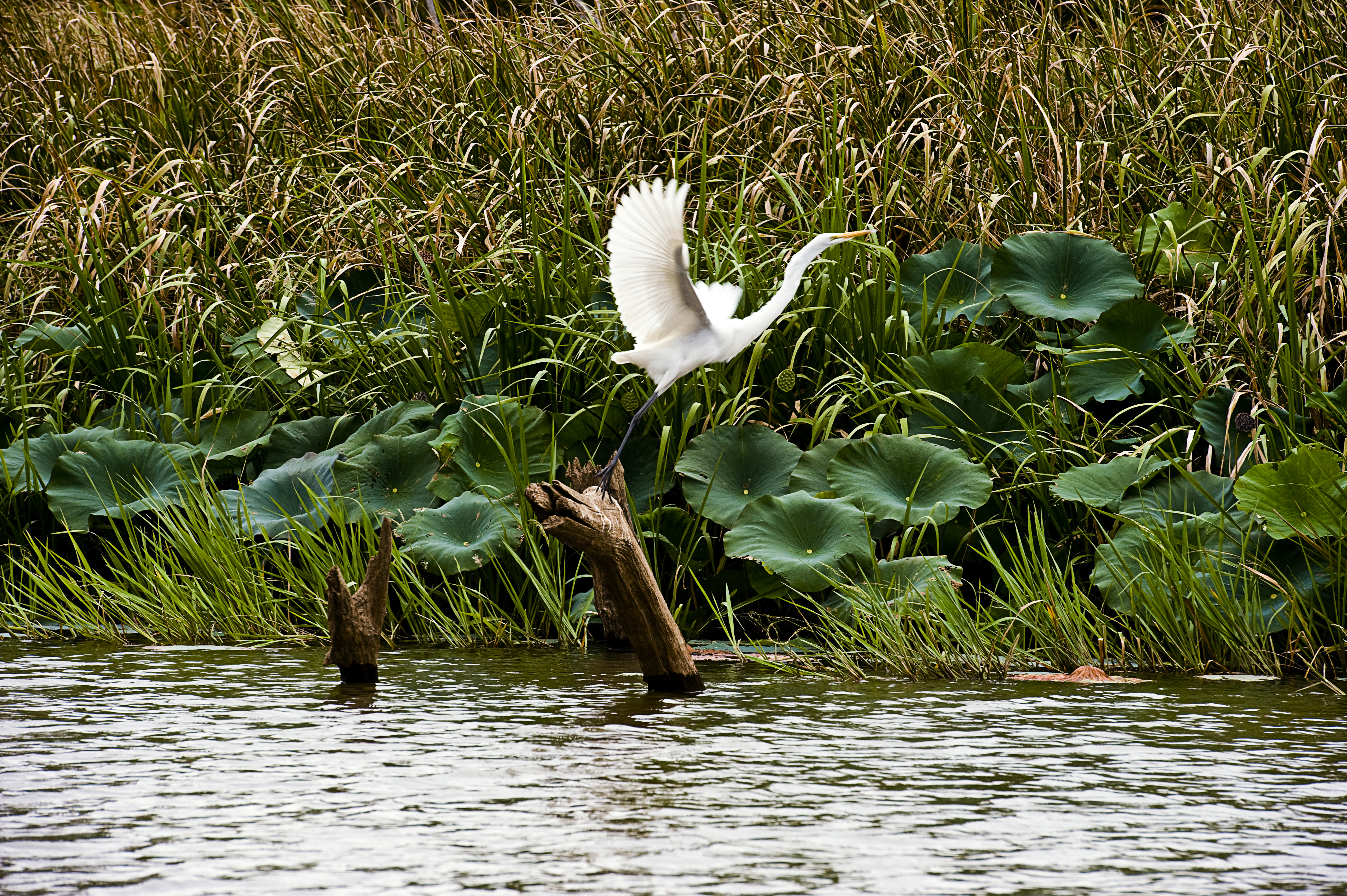 Great Egret flying just over the foliage along Millwood Lake