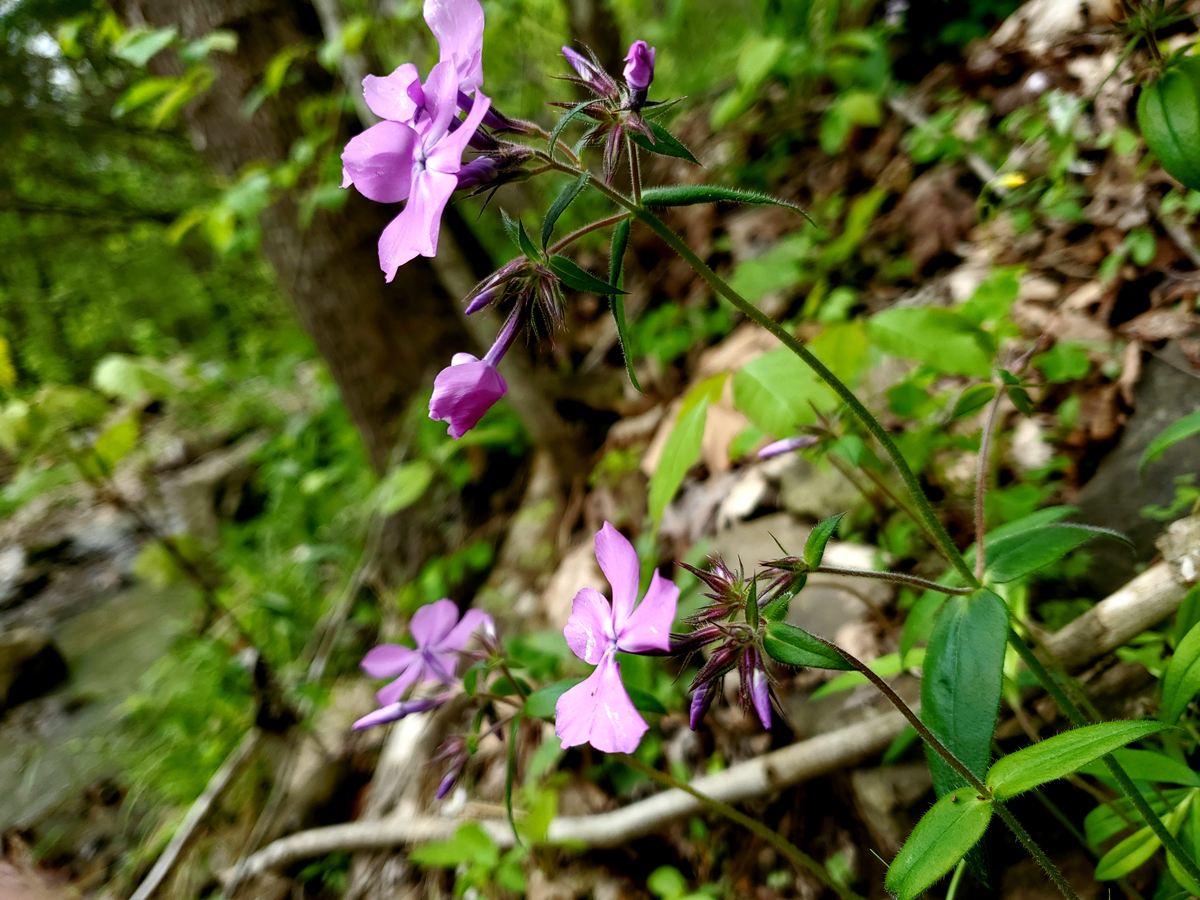 Phlox purple wildflower