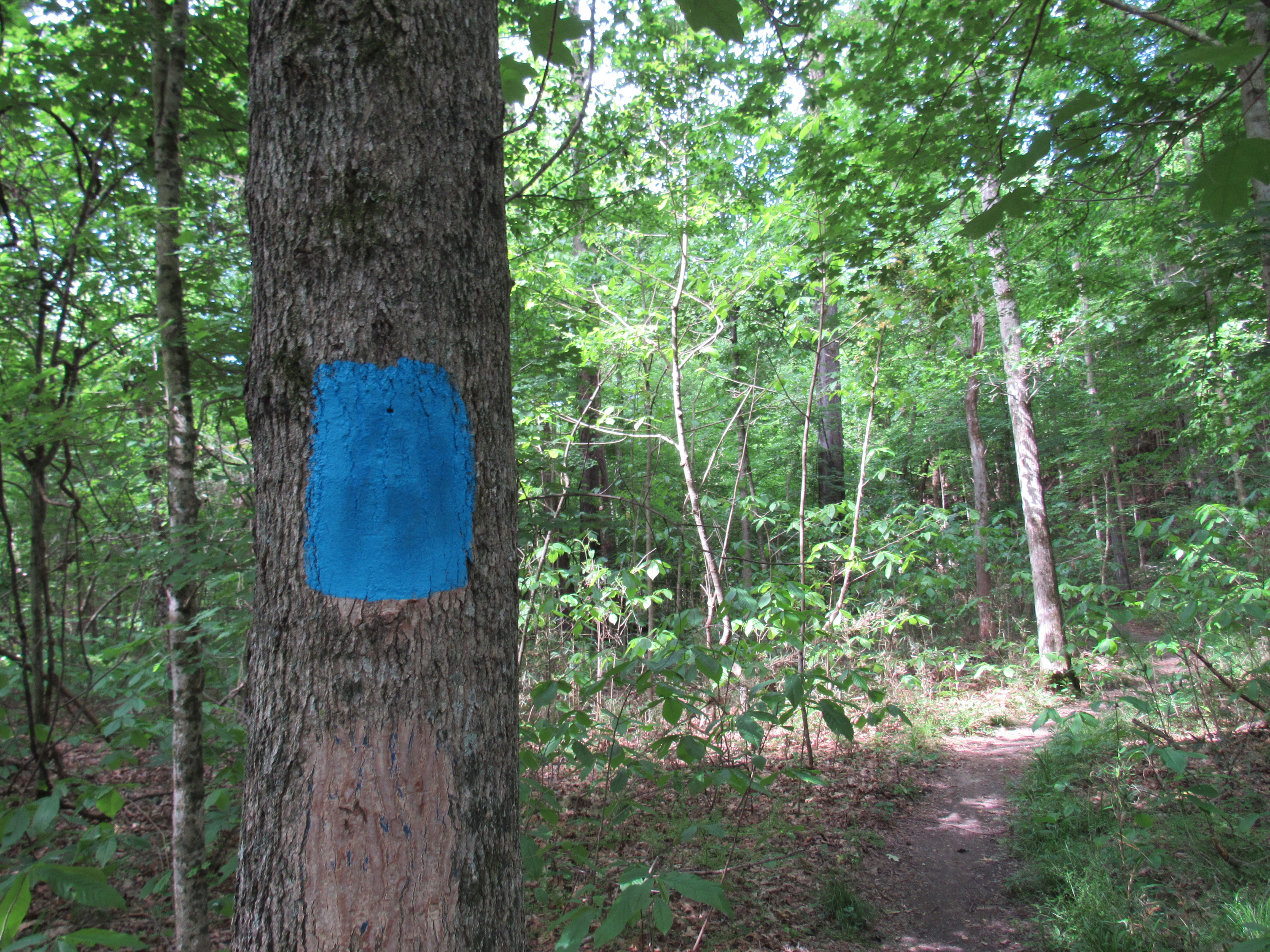 Blue trail blaze painted onto a tree in front of a forested trail.