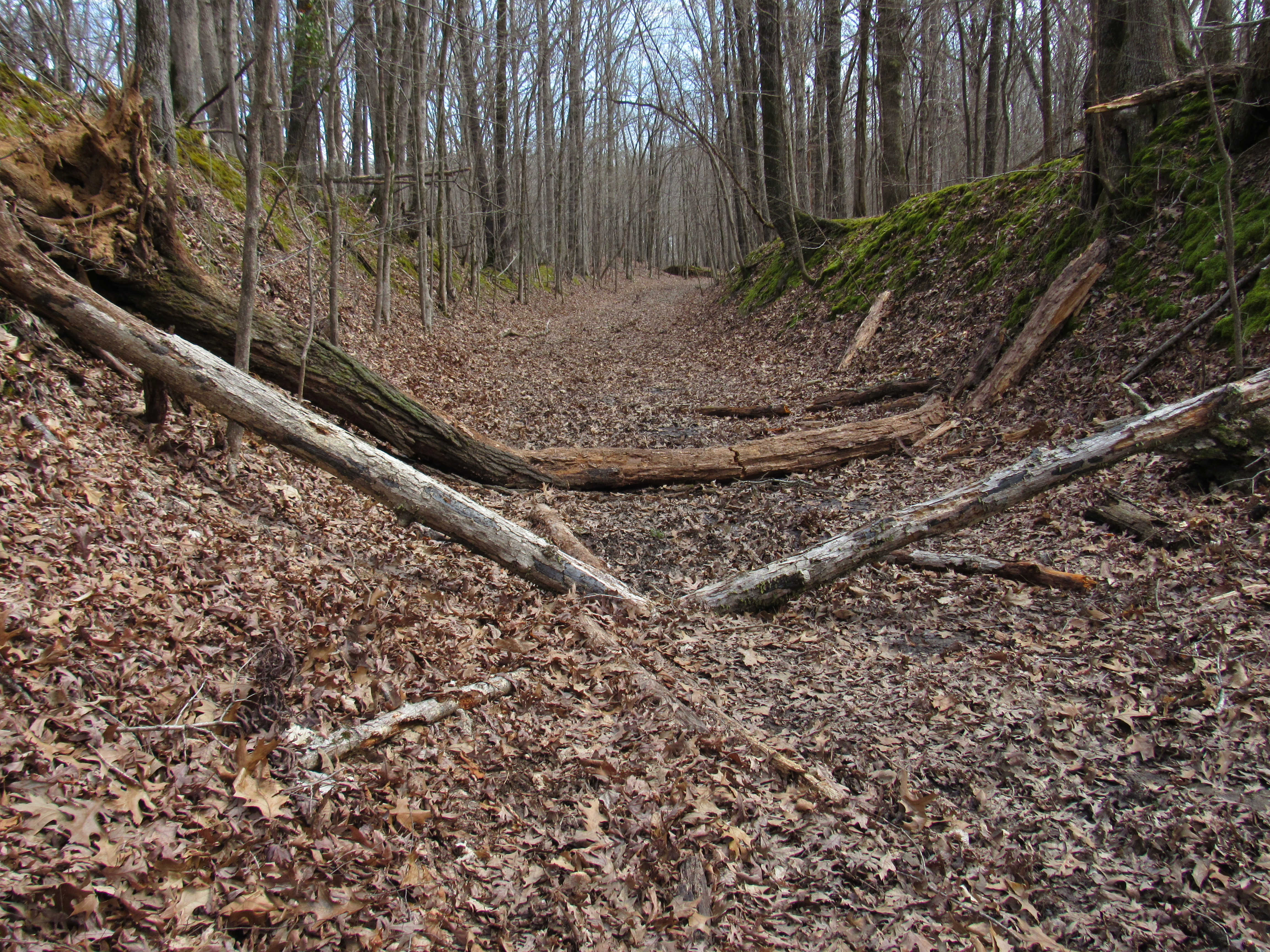 Two trees down across the Old Military Road Trail. 