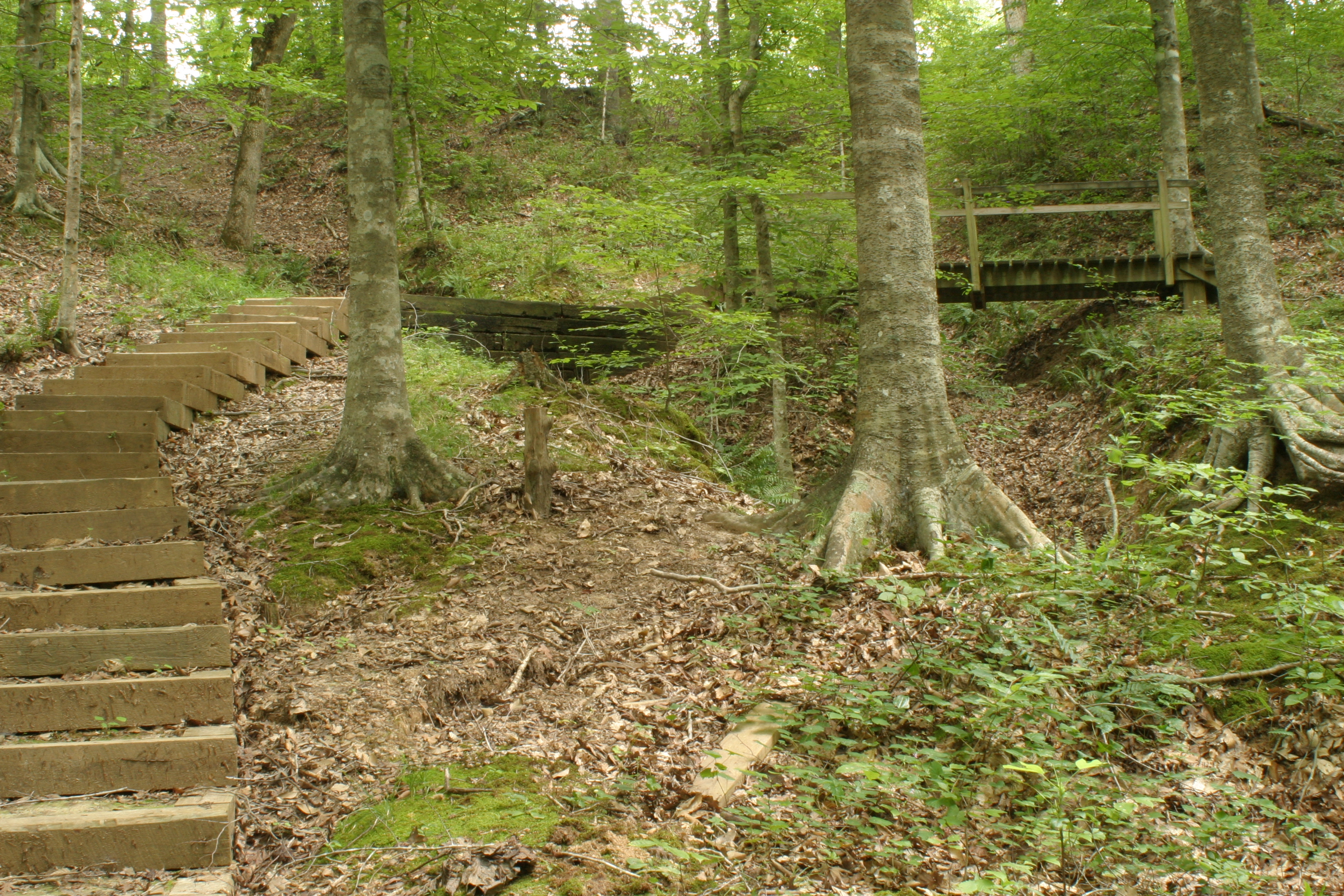Wooden stairs leading up one of the forested hills on the Lake Austell Trail. 