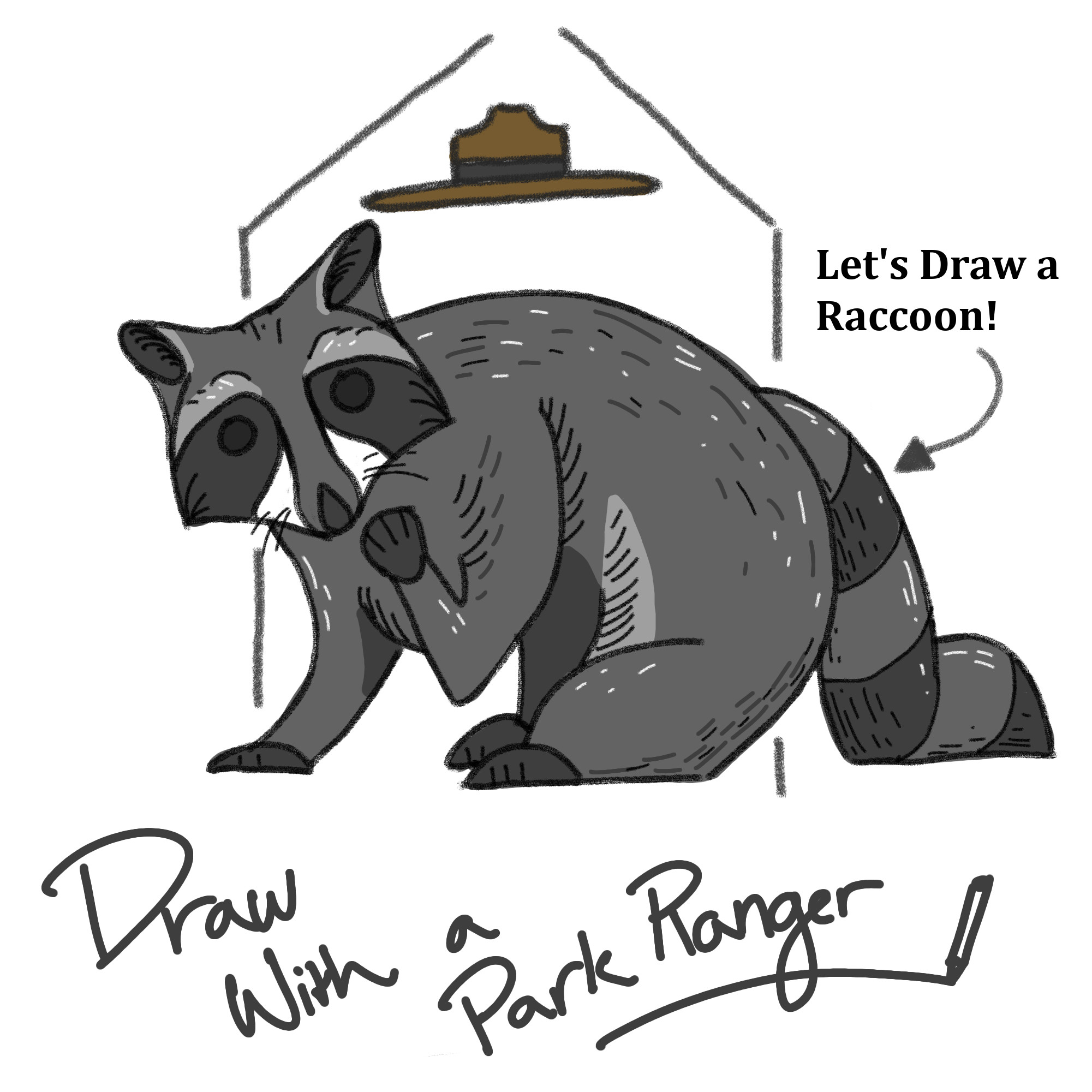 Draw with a ranger. A sketched final picture of a raccoon