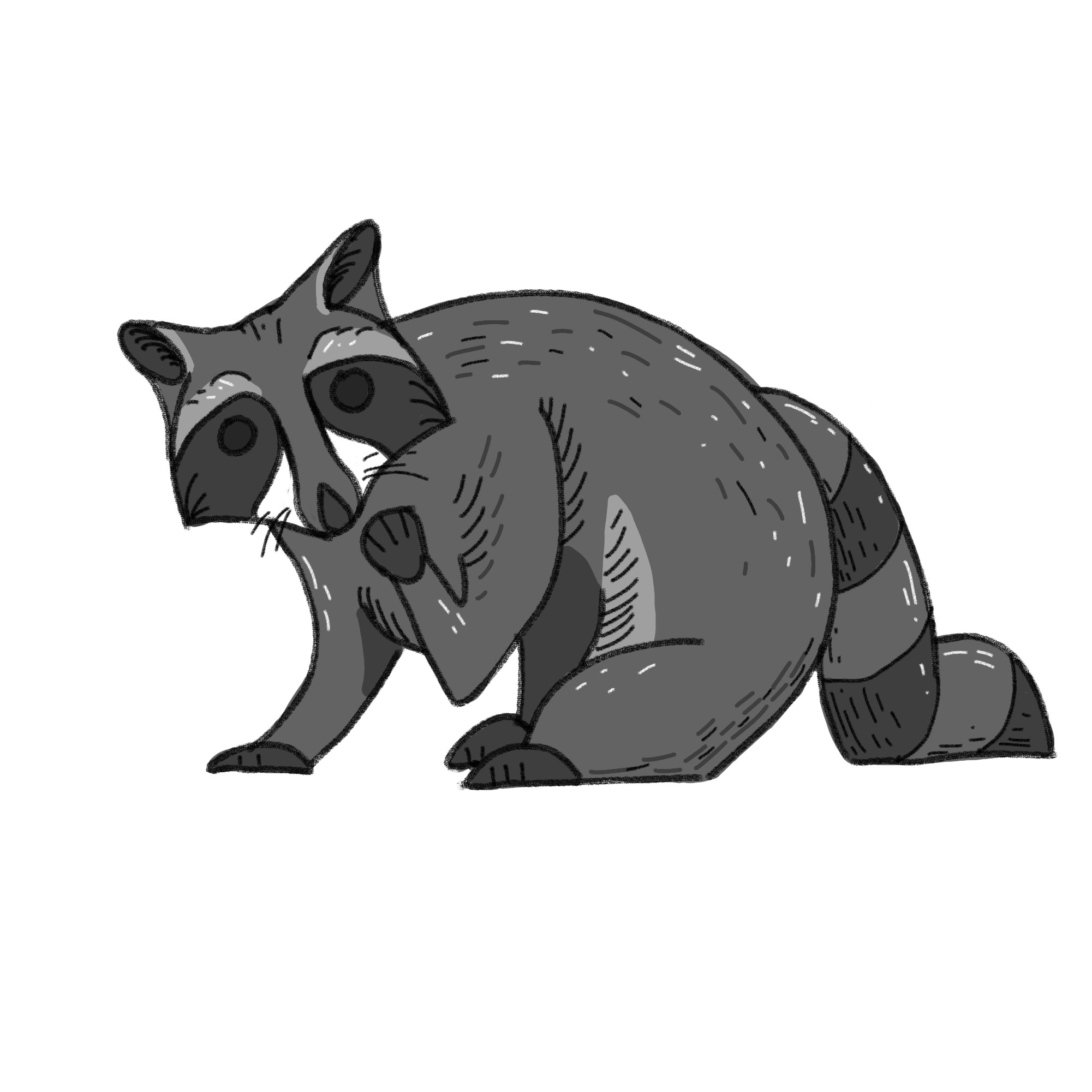 Final picture of completed sketch of raccoon with shading